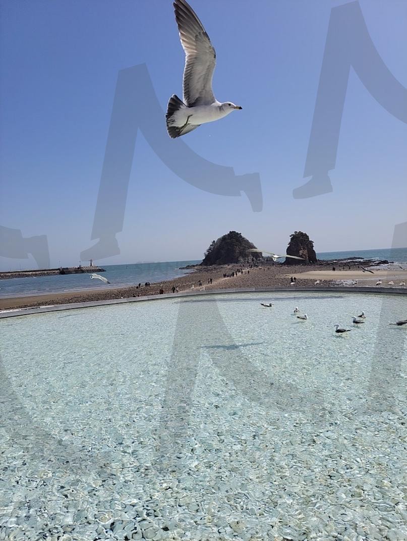 푸른바다 | 안면도, 갈매기, 바다, 푸르른, 자유로운, 여행, sea, freedom, 예쁜사진 | 스탠바이 STANDBUY 디지털 콘텐츠