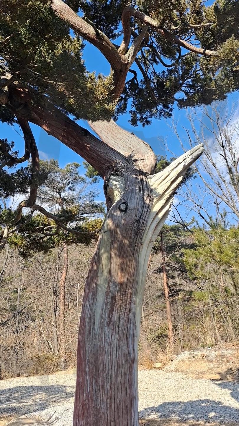 고목나무 분재 | 분재, 고목나무, 고목나무 분재, 고목나무분재, 분재사진, 고목, 희귀, 귀한, 특이한, 특별한 | 스탠바이 STANDBUY 디지털 콘텐츠