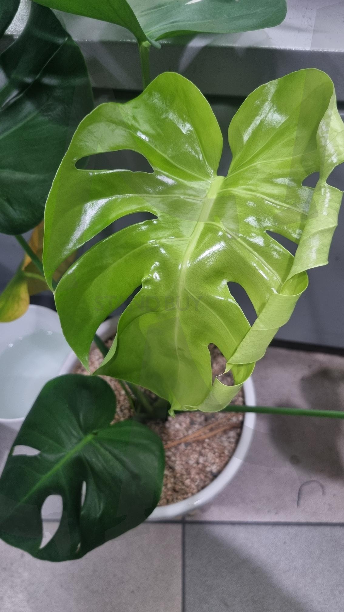 새로 자라난 몬스테라 식물 잎 | 몬스테라, 식물, 잎, 여린, 화분 | 스탠바이 STANDBUY 디지털 콘텐츠