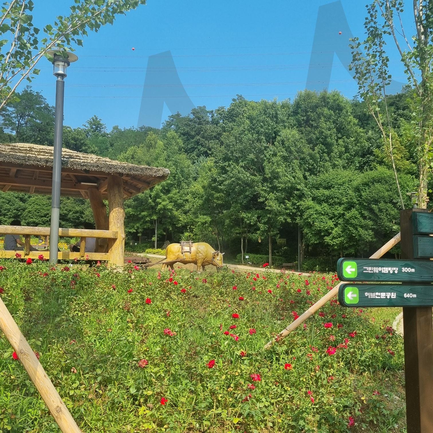 한여름 | 여름, 일자산, 산책, 등산, 공원 | 스탠바이 STANDBUY 디지털 콘텐츠