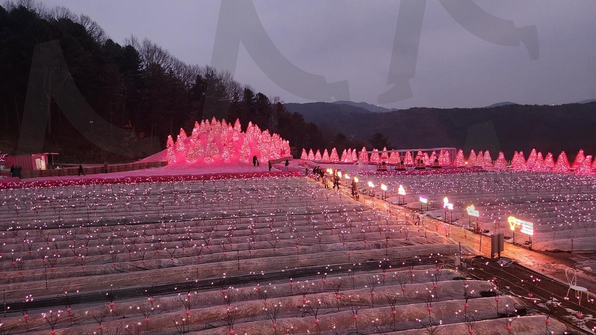 포천 아일랜드 | 핑크모래, 아일랜드, 핑크색, 핑크트리, 포천 | 스탠바이 STANDBUY 디지털 콘텐츠