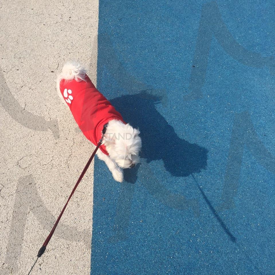 강아지와 산책 | 강아지, 산책, 강아지 산책, 반려견 산책, 자연 속 강아지, 공원 산책 | 스탠바이 STANDBUY 디지털 콘텐츠