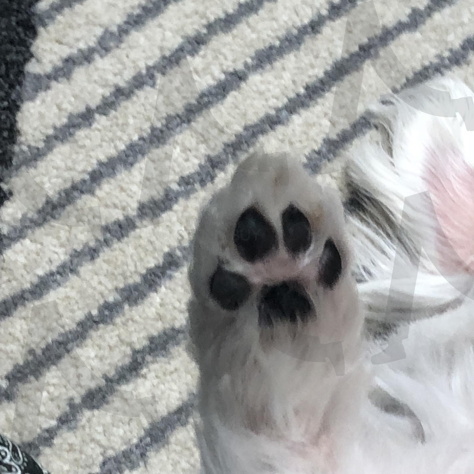 강아지 발바닥 | 강아지, 강아지사진, 강아지발, 강아지 발바닥, 강아지 발바닥 사진, 귀여운사진 | 스탠바이 STANDBUY 디지털 콘텐츠