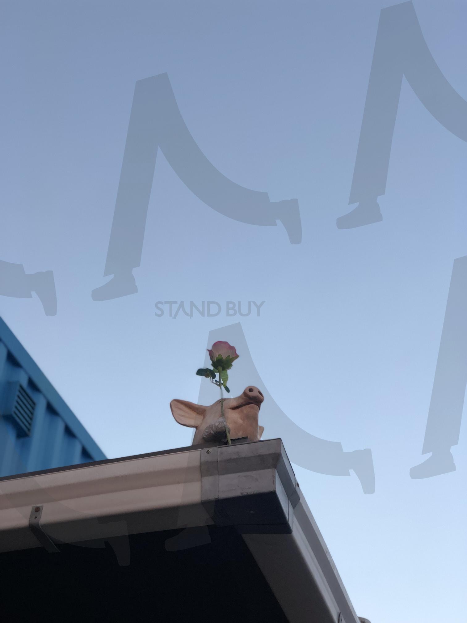 꽃을 든 돼지 | 꽃을 든 돼지, 돼지사진, 하늘사진, 감성사진, 귀여운사진, 창동문화마당, 문화단지 | 스탠바이 STANDBUY 디지털 콘텐츠