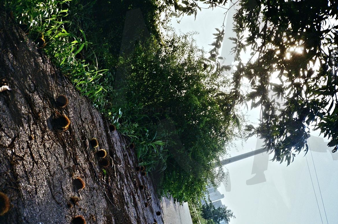 밤송이들 | 밤송이, 노을, 밤나무, 가을, 햇볕 | 스탠바이 STANDBUY 디지털 콘텐츠