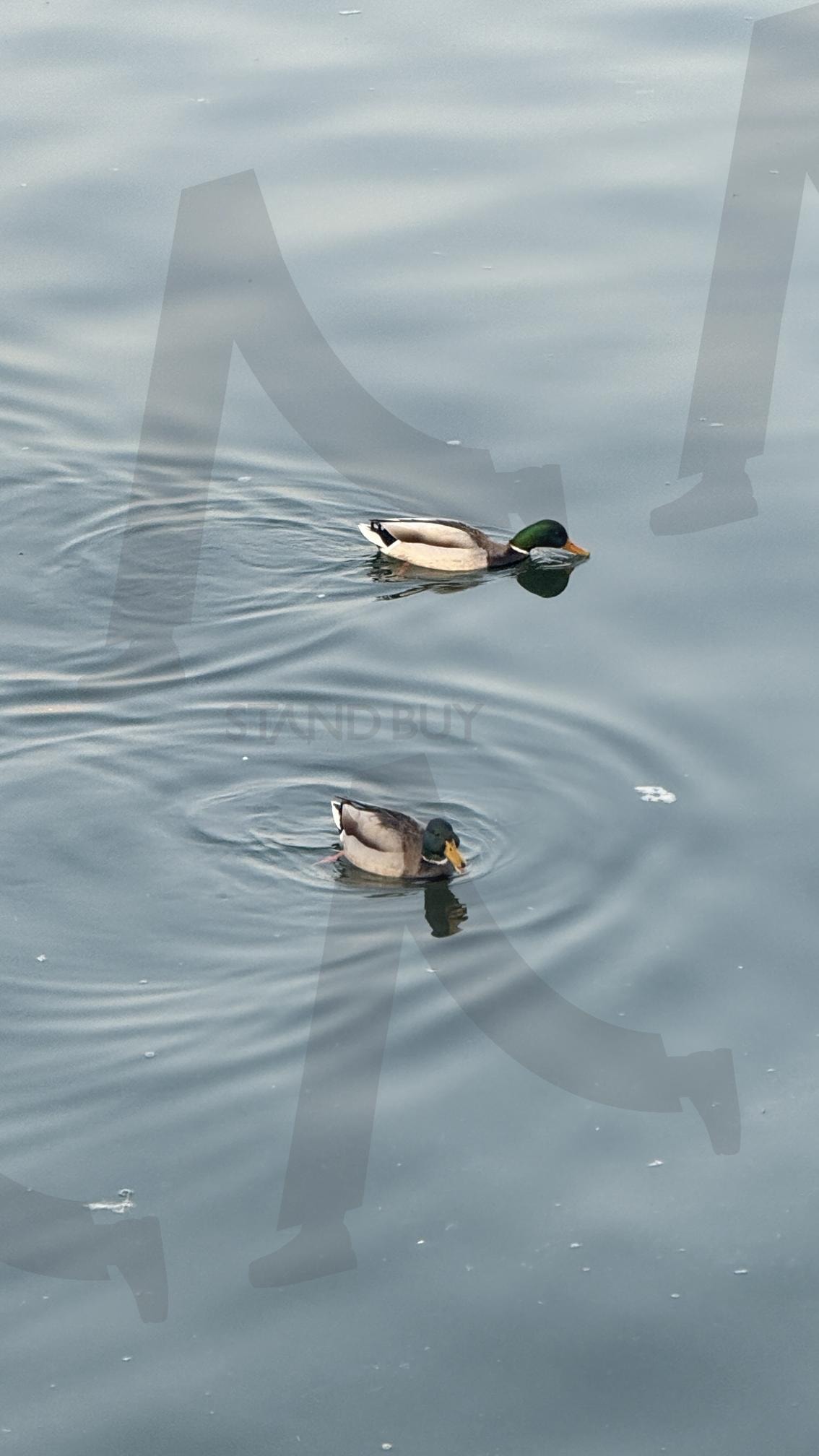 한강 오리 | 오리, duck, 한강, 동물, 새 | 스탠바이 STANDBUY 디지털 콘텐츠