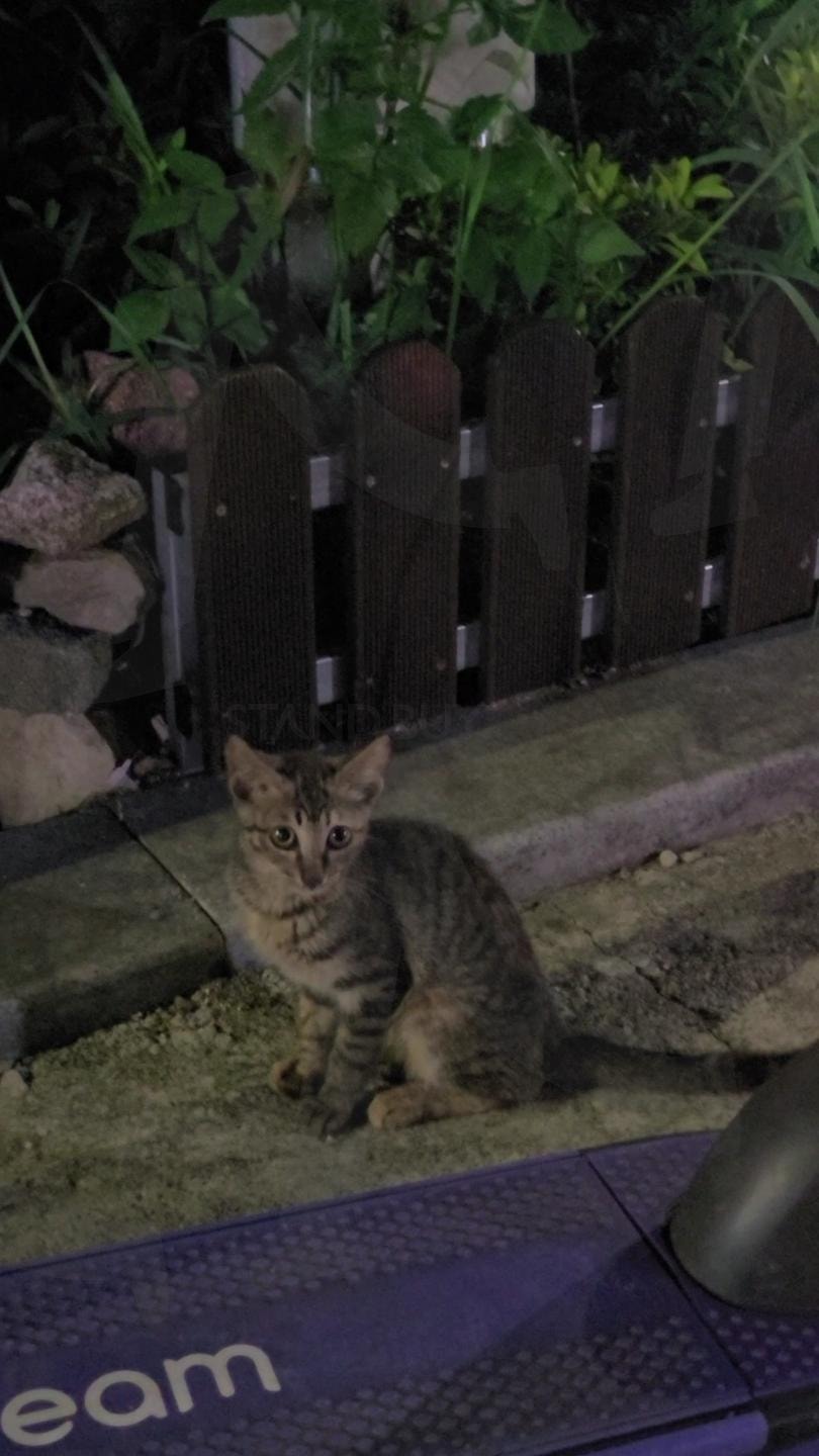 One summer night | summer, night, cute, cat, bright, calm, relax | 스탠바이 STANDBUY 디지털 콘텐츠