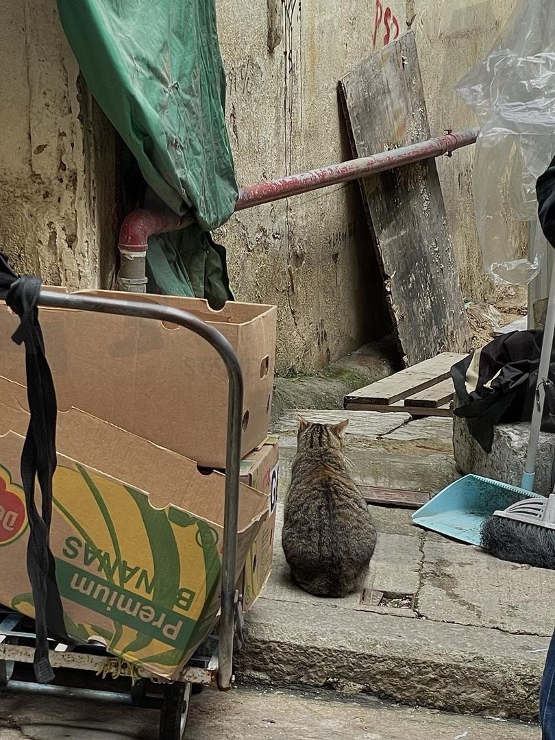 홍콩에 사는 고양이 뒷모습 | 아이폰, 홍콩, 고양이, 뒷모습, 시장, 빈티지 | 스탠바이 STANDBUY 디지털 콘텐츠