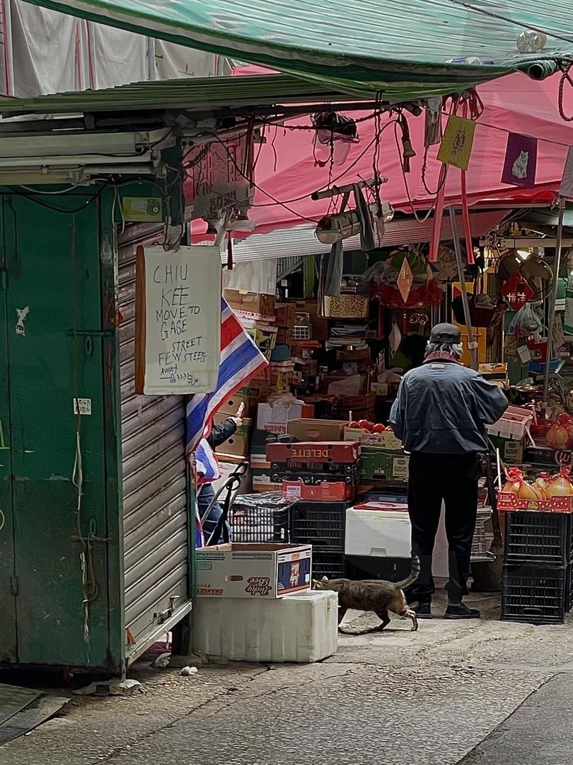 홍콩 시장의 주인_고양이 | 아이폰, 시장, 시장길, 고양이, 홍등, 과일 | 스탠바이 STANDBUY 디지털 콘텐츠