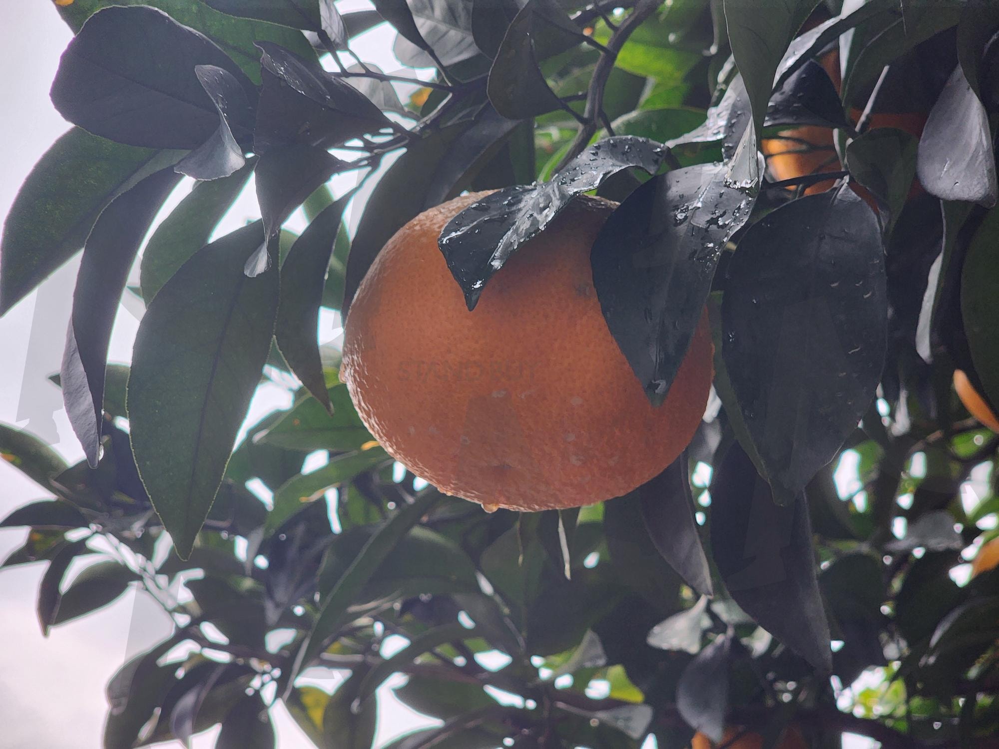 하귤 | 제주도, 귤, 과일, 제주여행, 하귤 | 스탠바이 STANDBUY 디지털 콘텐츠