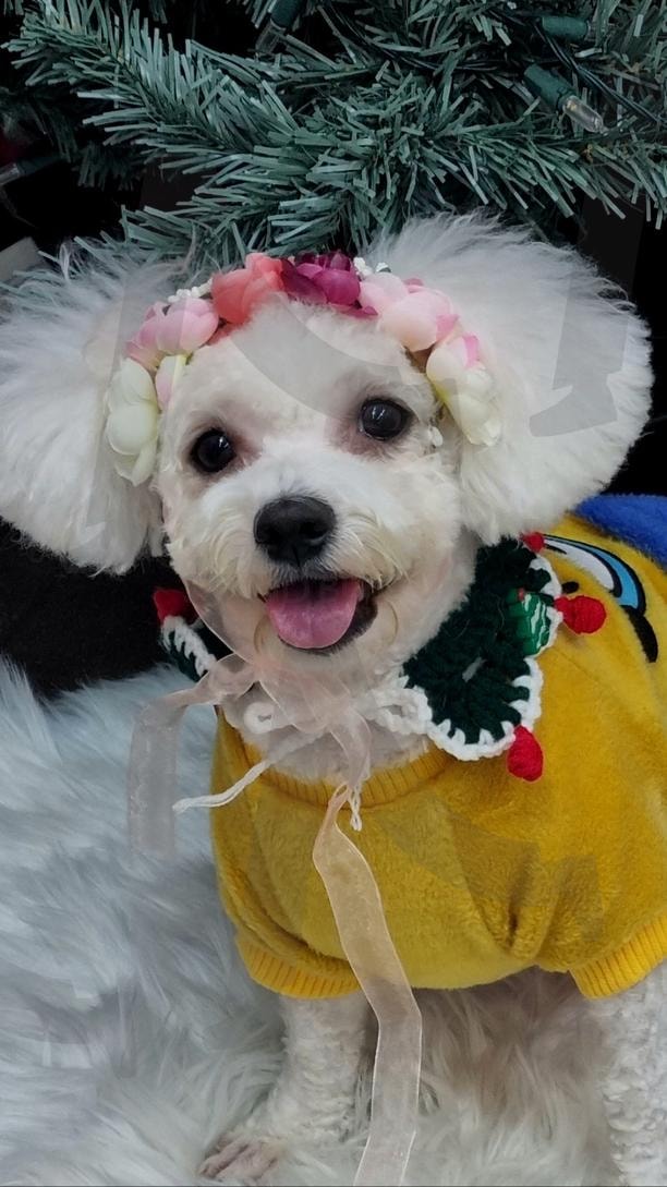 내사랑.복순니 | 강아지, 애교, 사랑스런, 반려견, 힐링, 나드리 | 스탠바이 STANDBUY 디지털 콘텐츠