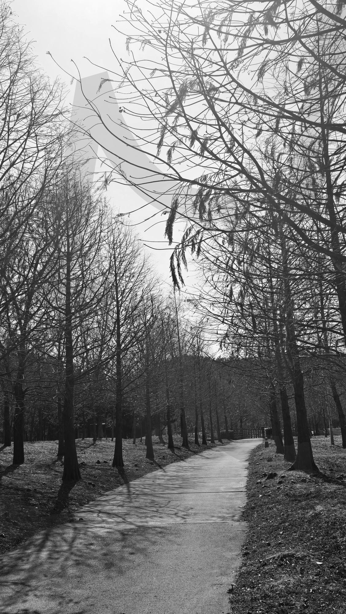 해운대수목원 | 산책, 길, 봄을기다리며, 나무, 공원, 수목원, 해운대 | 스탠바이 STANDBUY 디지털 콘텐츠