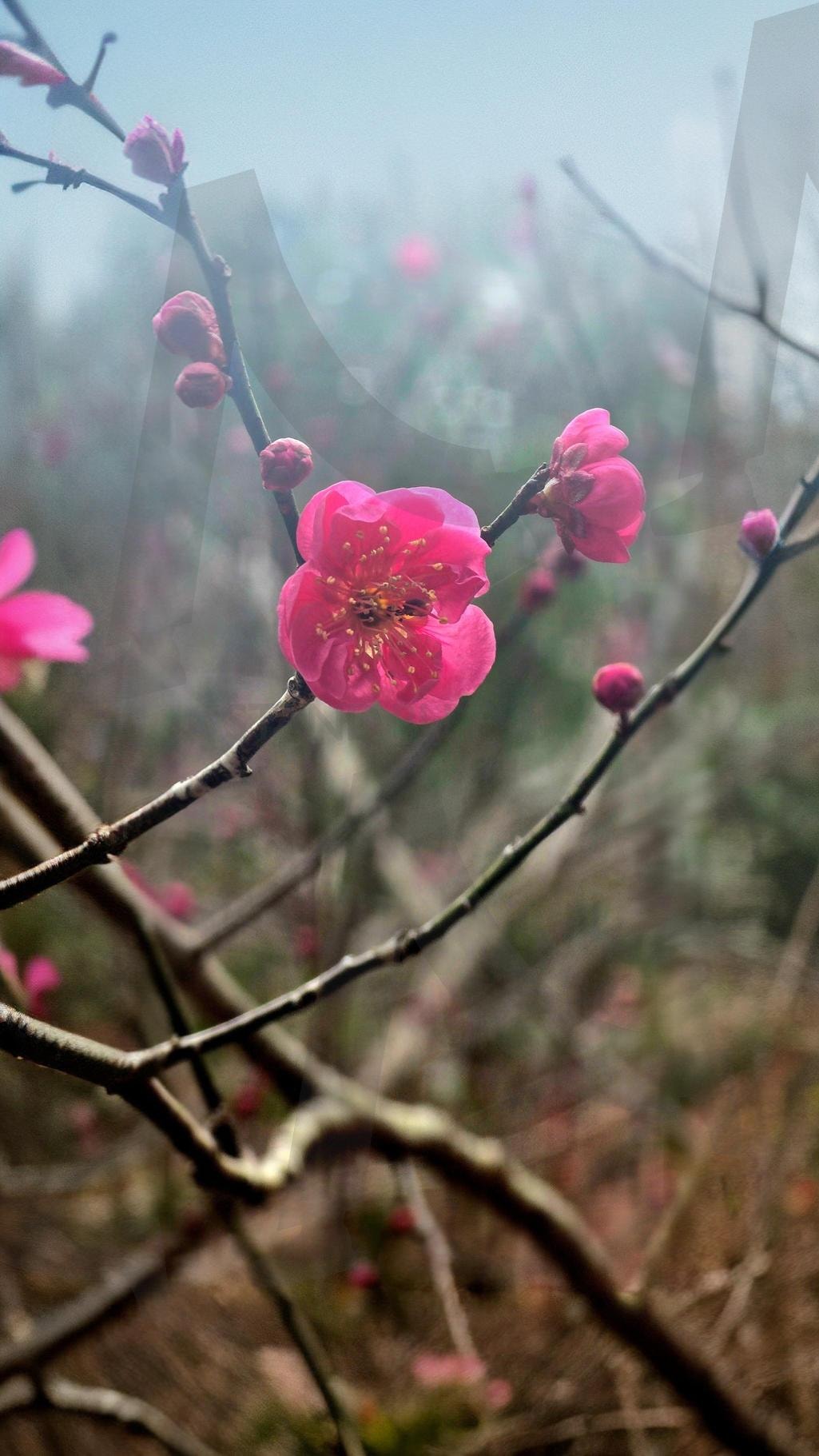 홍매화 | 봄소식, 기다림, 산책길, 봄나드리, 나무가지, 홍매화, 매화 | 스탠바이 STANDBUY 디지털 콘텐츠