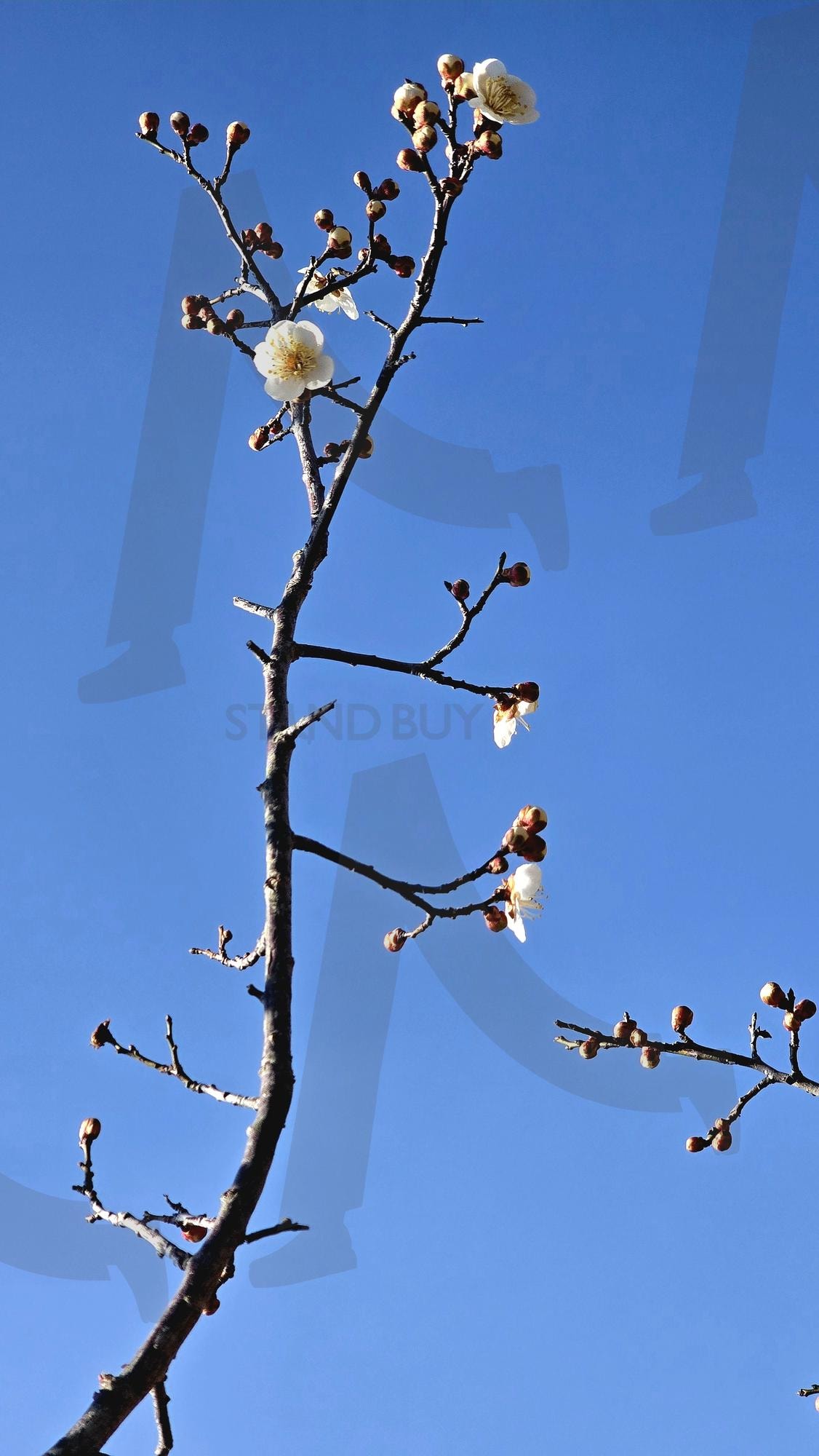 해운대 수목원 | 봄, 매화, 공원, 나드리, 소식, 산책, 힐링, 나무 | 스탠바이 STANDBUY 디지털 콘텐츠