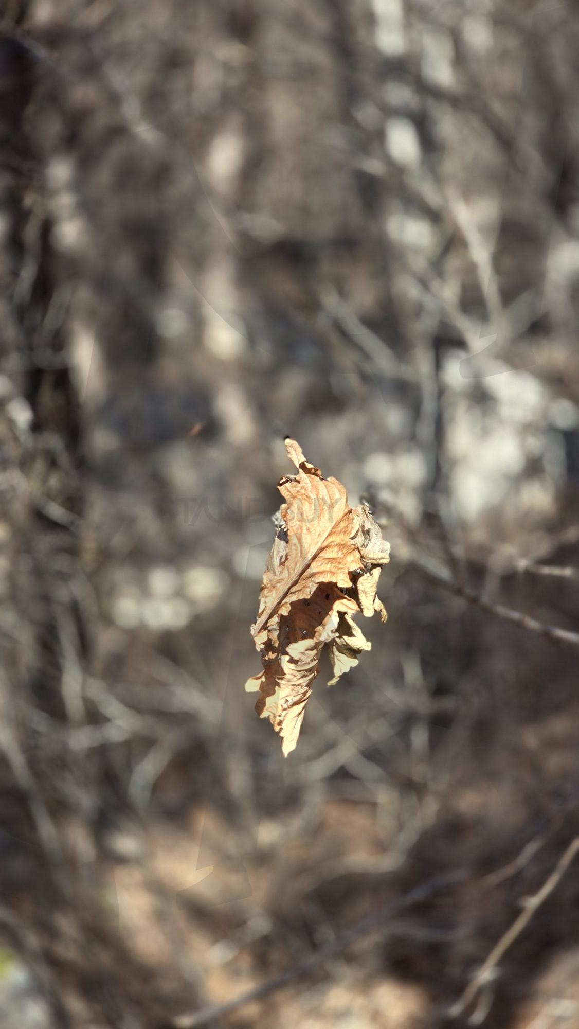 기다리는 봄 | 기다림, 봄날, 햇살, 나뭇잎, 여행, 빛, 힐링 | 스탠바이 STANDBUY 디지털 콘텐츠