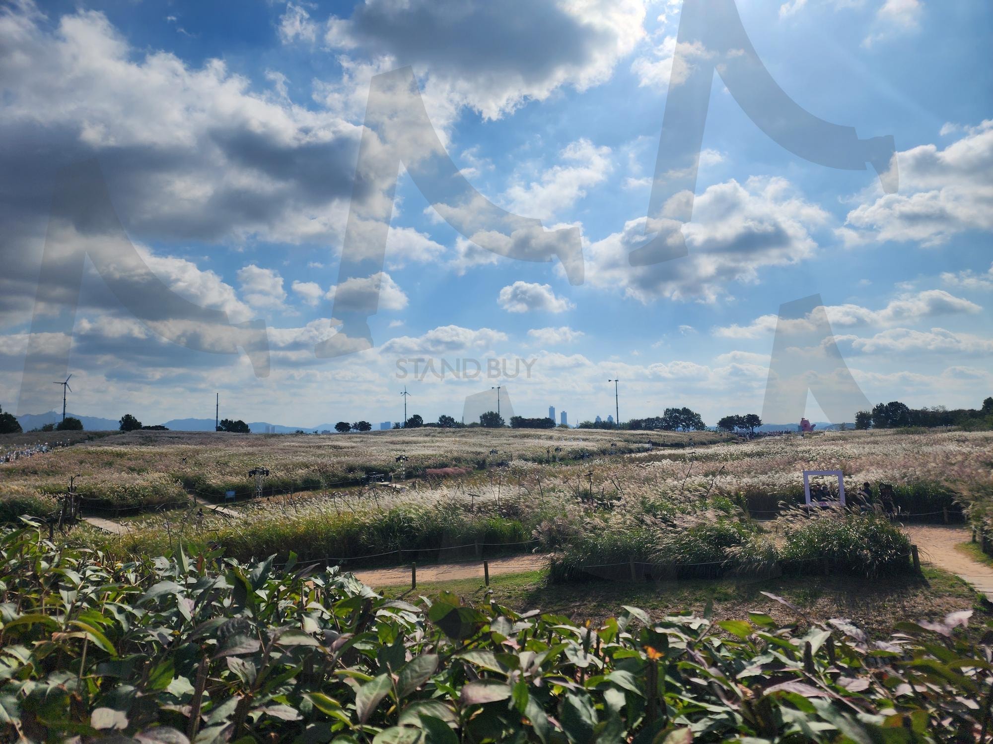 Sky park | Silver Grass, sky park, 하늘, 하늘공원, 억새, 꽃, cloud | 스탠바이 STANDBUY 디지털 콘텐츠