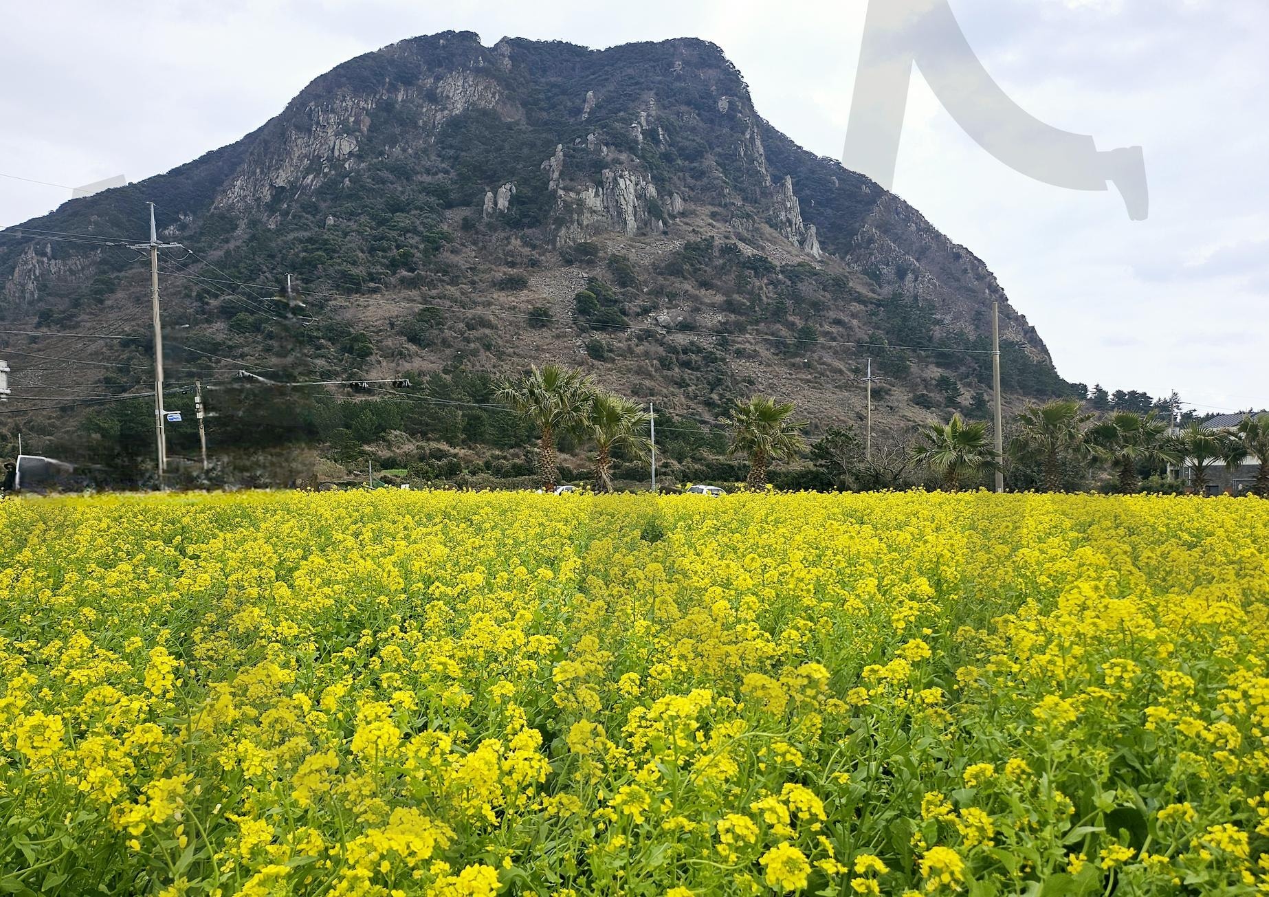 제주도 산방산 유채꽃 | 제주도, 산방산, 유채꽃, 봄, 3월초, 만발, 바다.산.꽃.바람, 행복 | 스탠바이 STANDBUY 디지털 콘텐츠