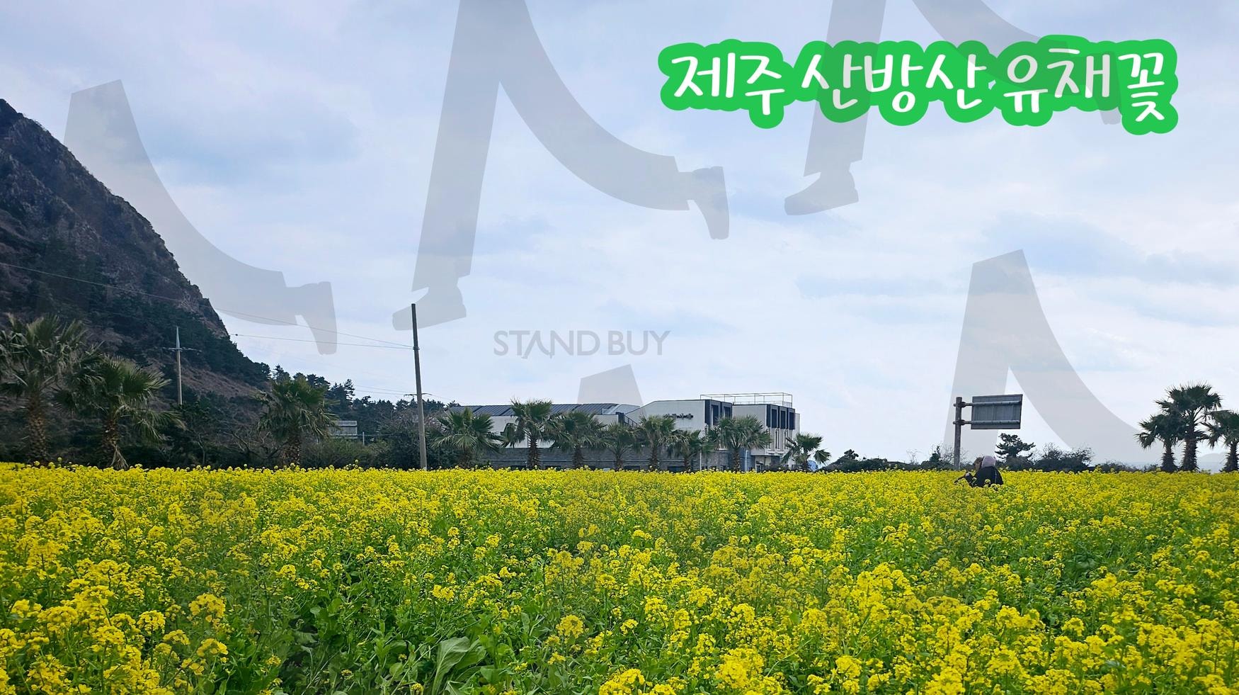 제주 산방산 유채꽃 | 제주, 산방산, ⛰️, 유채꽃, 성산일출봉, 바다가보이는곳, 포토스팟 | 스탠바이 STANDBUY 디지털 콘텐츠