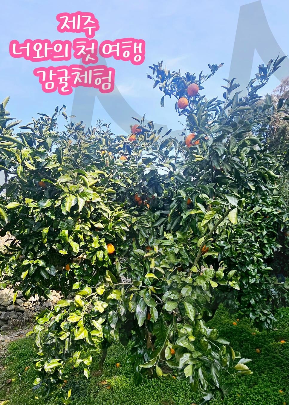 너와의 첫여행ㅡ감귤농장 | 너와의 첫 여행, 제주도, 서귀포시, 감귤체험, 농장, 포토스팟, 한라봉쥬스, 감귤쥬스, 비행기 | 스탠바이 STANDBUY 디지털 콘텐츠