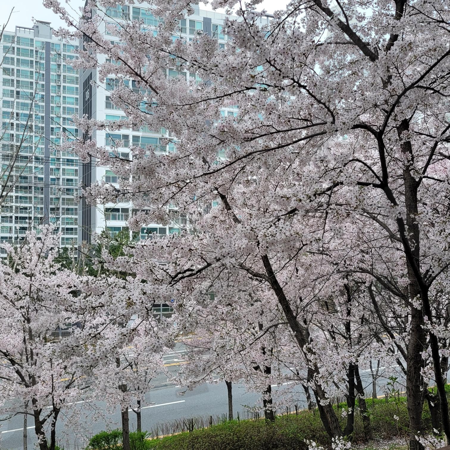 대전 봄의 계절 | blossom, 매화꽃, Flower, 봄, spring, 연인, 데이트, date | 스탠바이 STANDBUY 디지털 콘텐츠