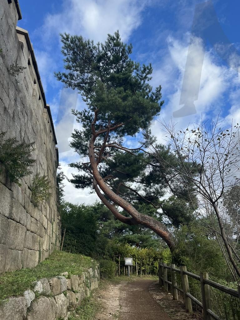 Seoul City Wall(한양도성) | Hanyangdoseong, Seoul City Wall, Korean traditional architecture, Old Seoul Wall Trail, Korean Cultural Landscape, Korean Pine Tree | 스탠바이 STANDBUY 디지털 콘텐츠