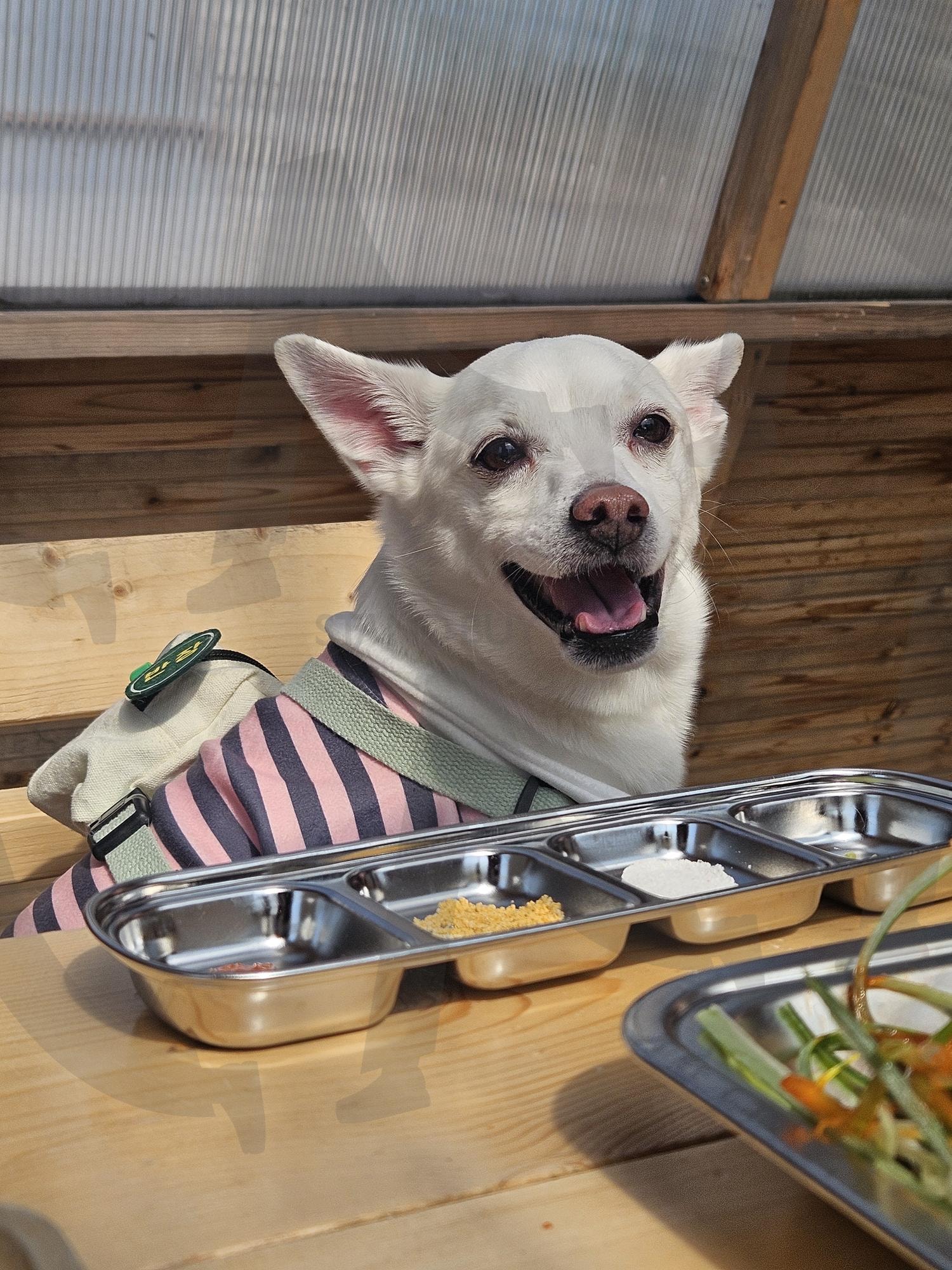 그냥 귀엽습니다. 힐링하세요. 멍뭉이는 세계최강. 유기견은 사랑입니다. | 강아지, 멍뭉이, 우주최강, 캠핑, 행복, 반려동물, 사랑, 귀요미, 유기견, 입양, 믹스견, 견생역전, 11살, 노견, 그래도 행복, 건강 | 스탠바이 STANDBUY 디지털 콘텐츠