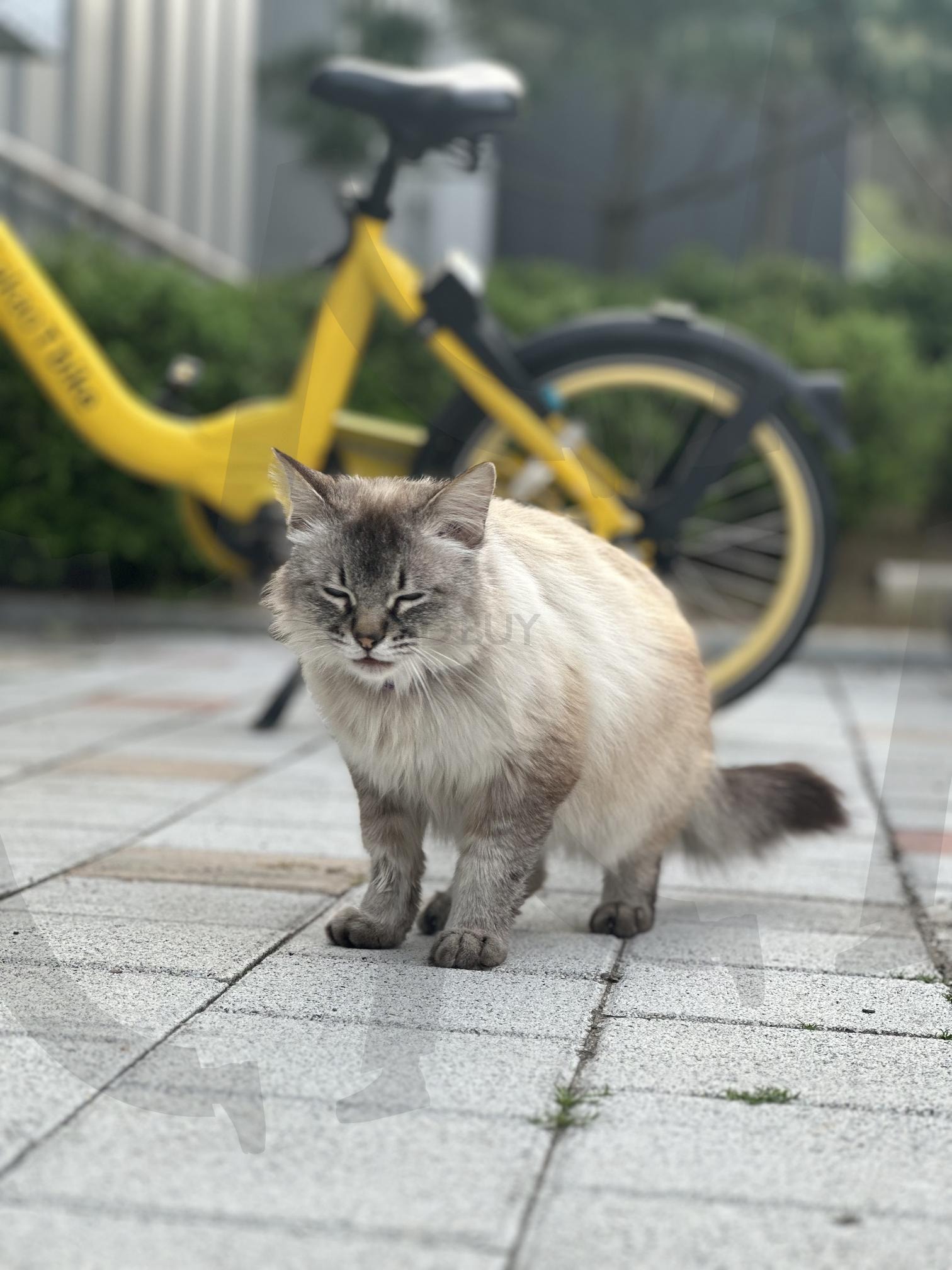 고양이 | 고양이, 공원, 길고양이, 인생샷, 갬성, 자전거 | 스탠바이 STANDBUY 디지털 콘텐츠