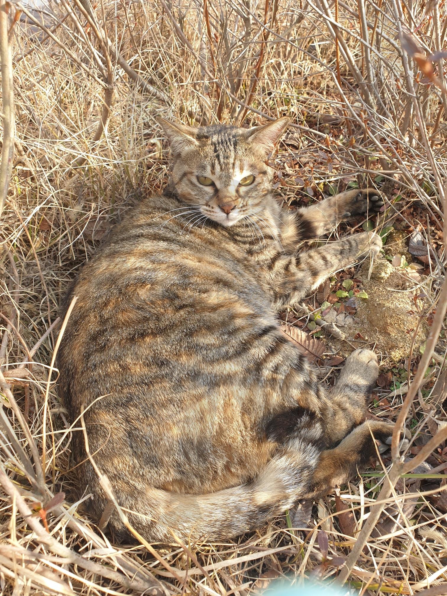 고양이 | 가을, 고양이, 줄무늬 고양이, 애완동물, 반려동물 | 스탠바이 STANDBUY 디지털 콘텐츠