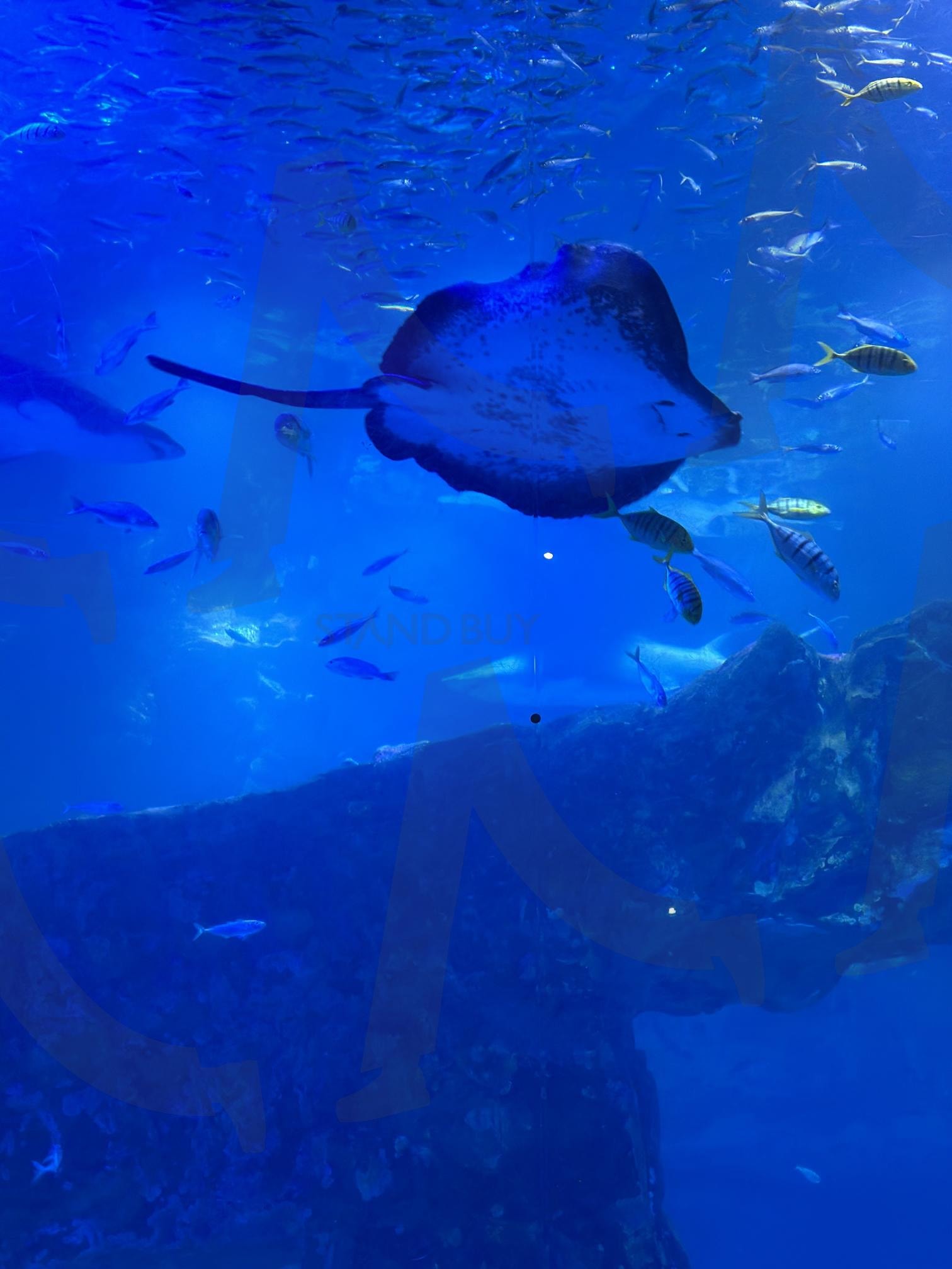 아쿠아리움 가오리 | 아쿠아리움, 가오리, 수족관, 여수 아쿠아리움, 한국, 물고기 | 스탠바이 STANDBUY 디지털 콘텐츠