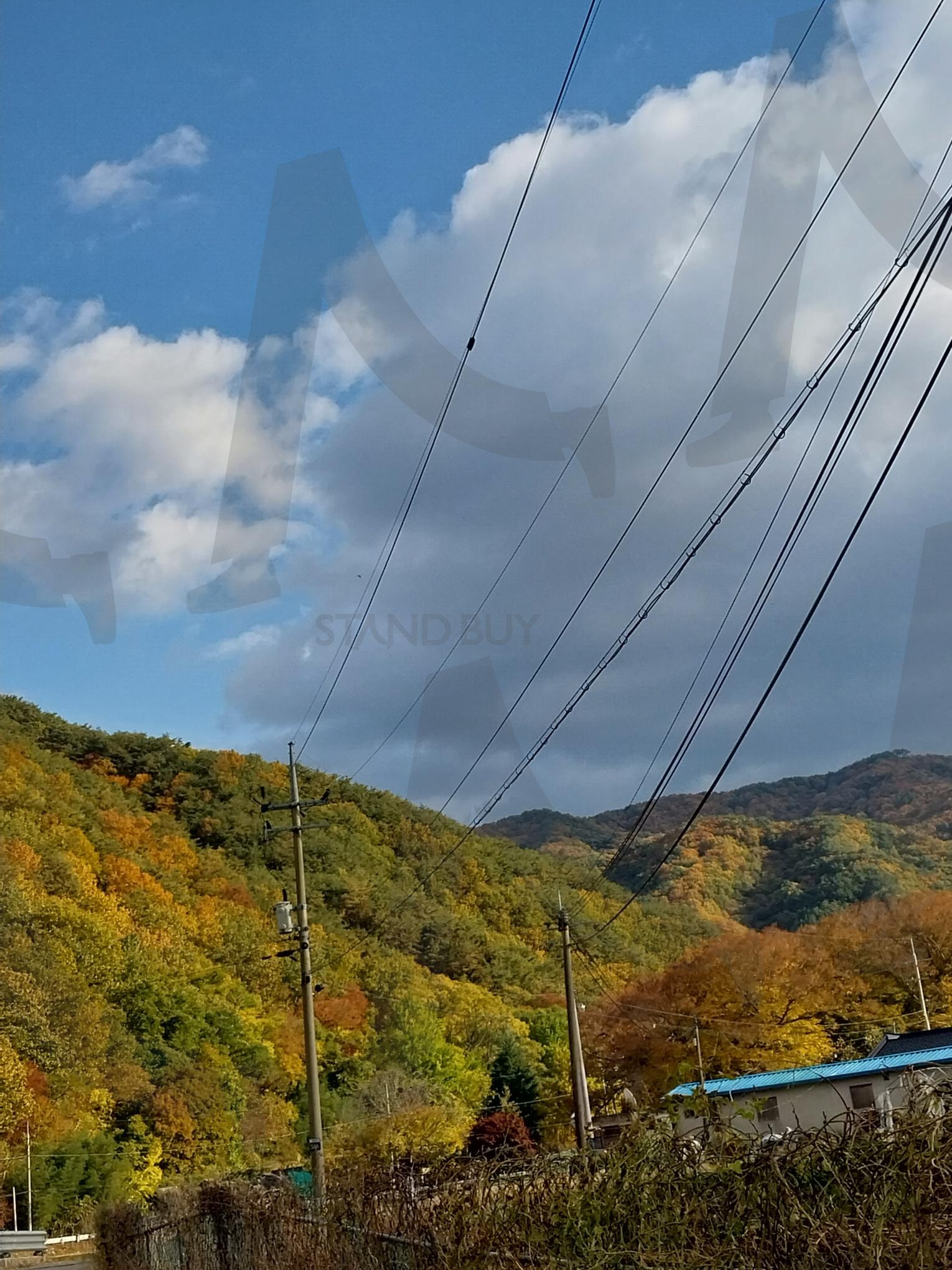 가을 나무 | 가을, 나무사진, 산, 구름, 자연환경, 풍경 | 스탠바이 STANDBUY 디지털 콘텐츠