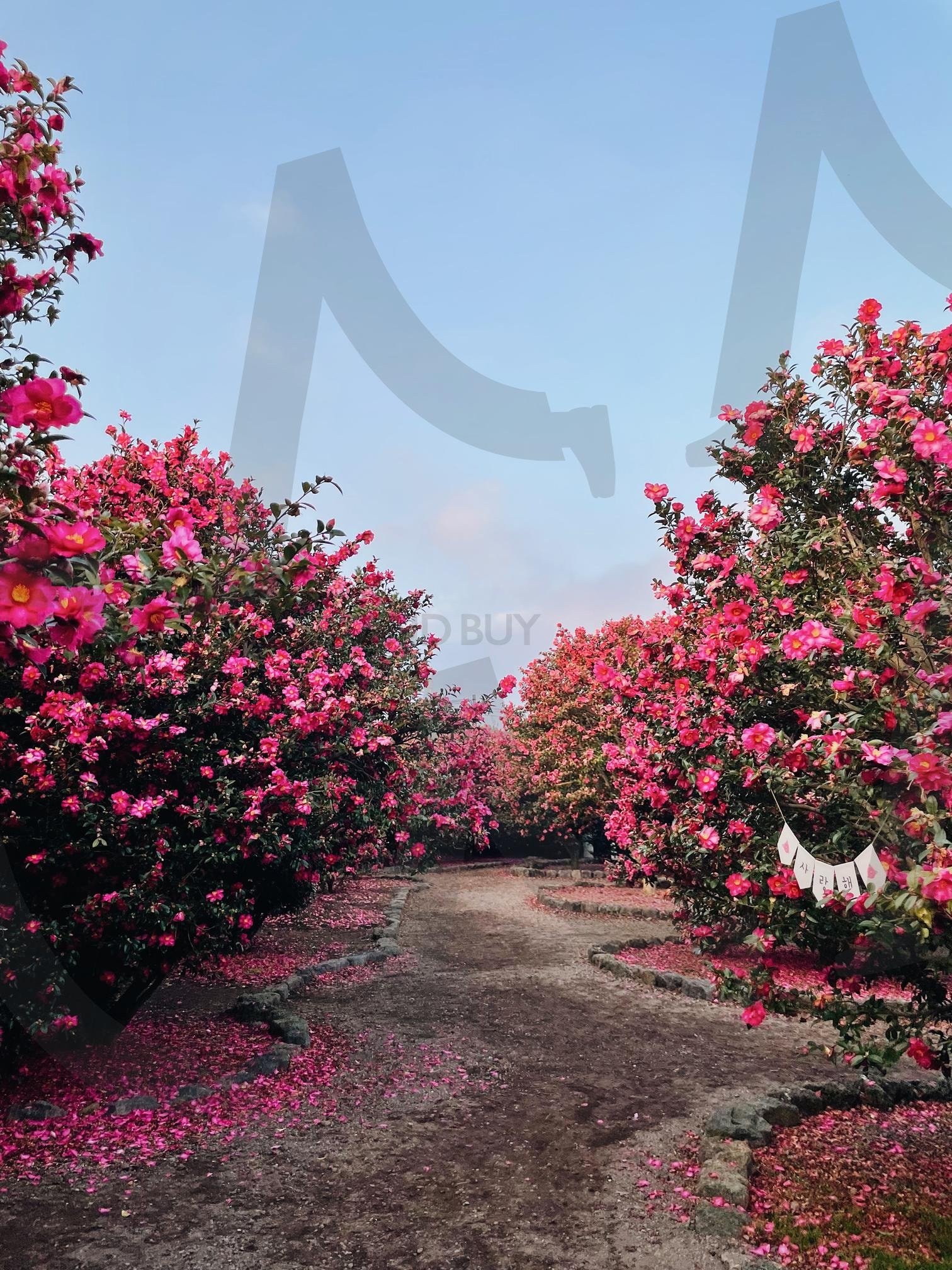 동백 | 동백, 겨울동백, 동백꽃, 제주동백, 휴애리, 제주동백꽃, Winterflower, camellia, Flower, 꽃 | 스탠바이 STANDBUY 디지털 콘텐츠