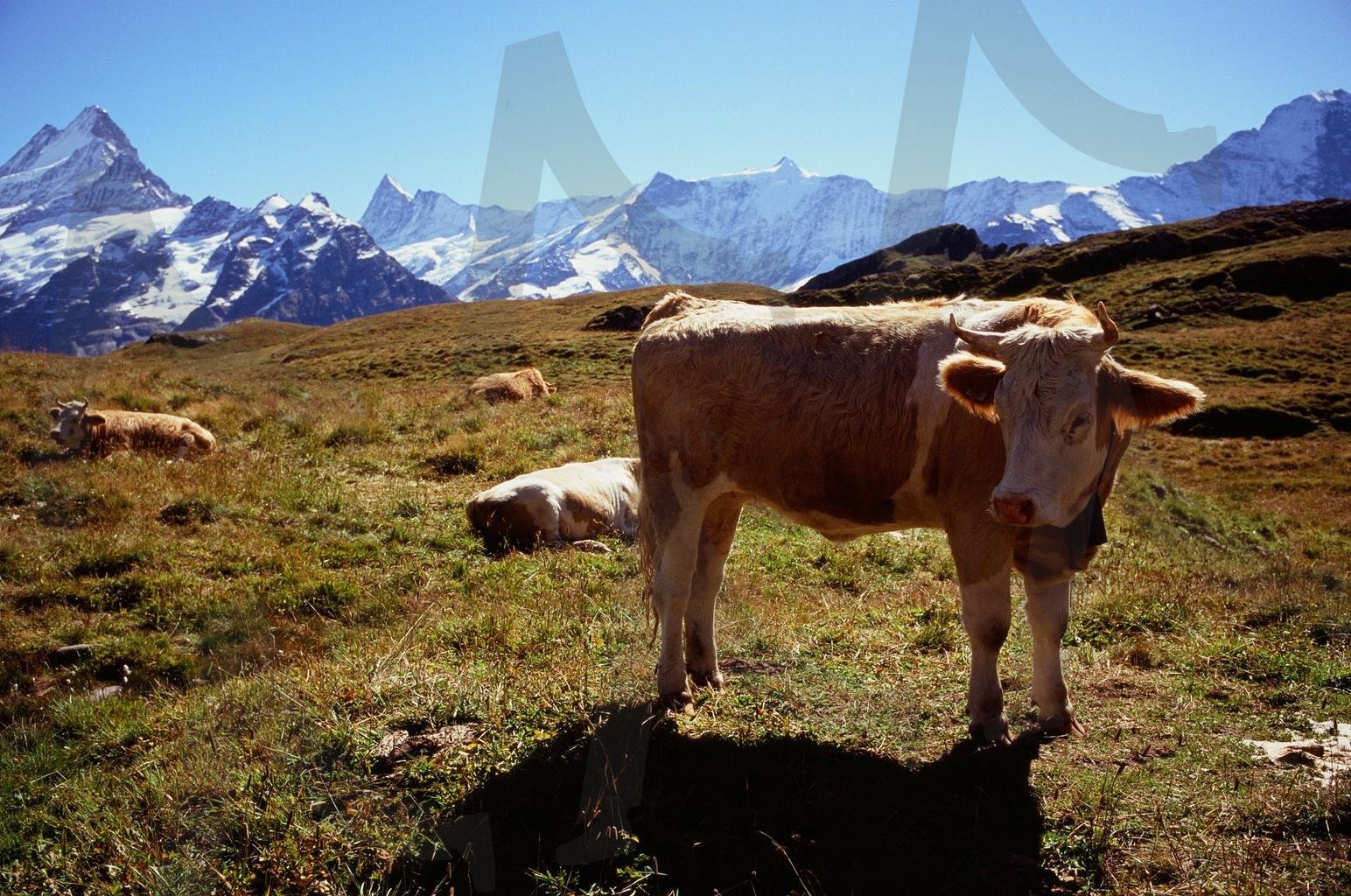 알프스의 평온한 오후, 소들과 함께 | 스위스, 알프스, 베른, 평온한 풍경, 하이킹 여행, 초원과 설산, 대자연, 여유, 융프라우 | 스탠바이 STANDBUY 디지털 콘텐츠