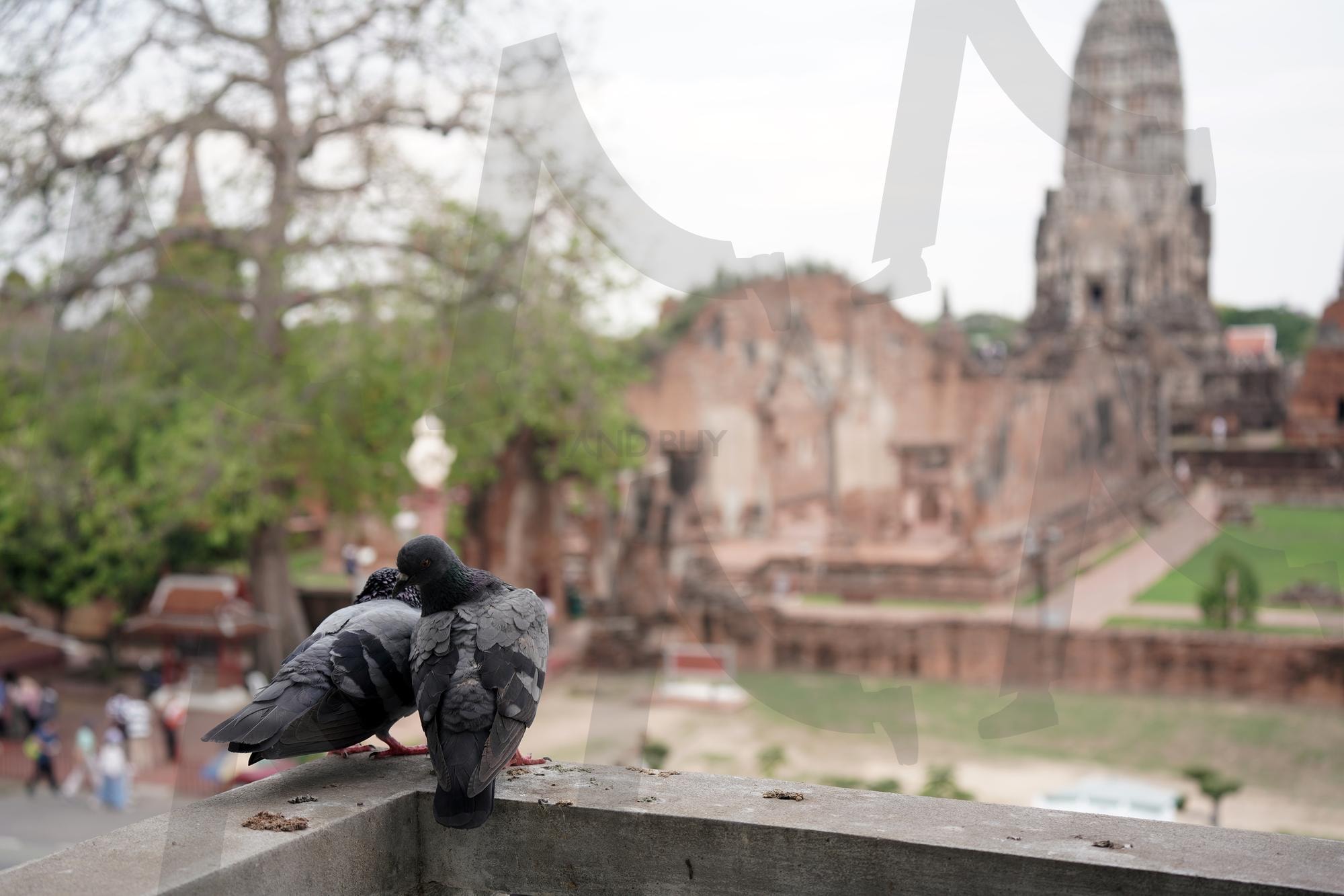 비둘기도 좋아하는 뷰 | 태국, 아유타야, 카페, 아유타야카페, 뷰좋은카페, 부사바카페, 비둘기, 사원뷰, 왓라차부라나 | 스탠바이 STANDBUY 디지털 콘텐츠
