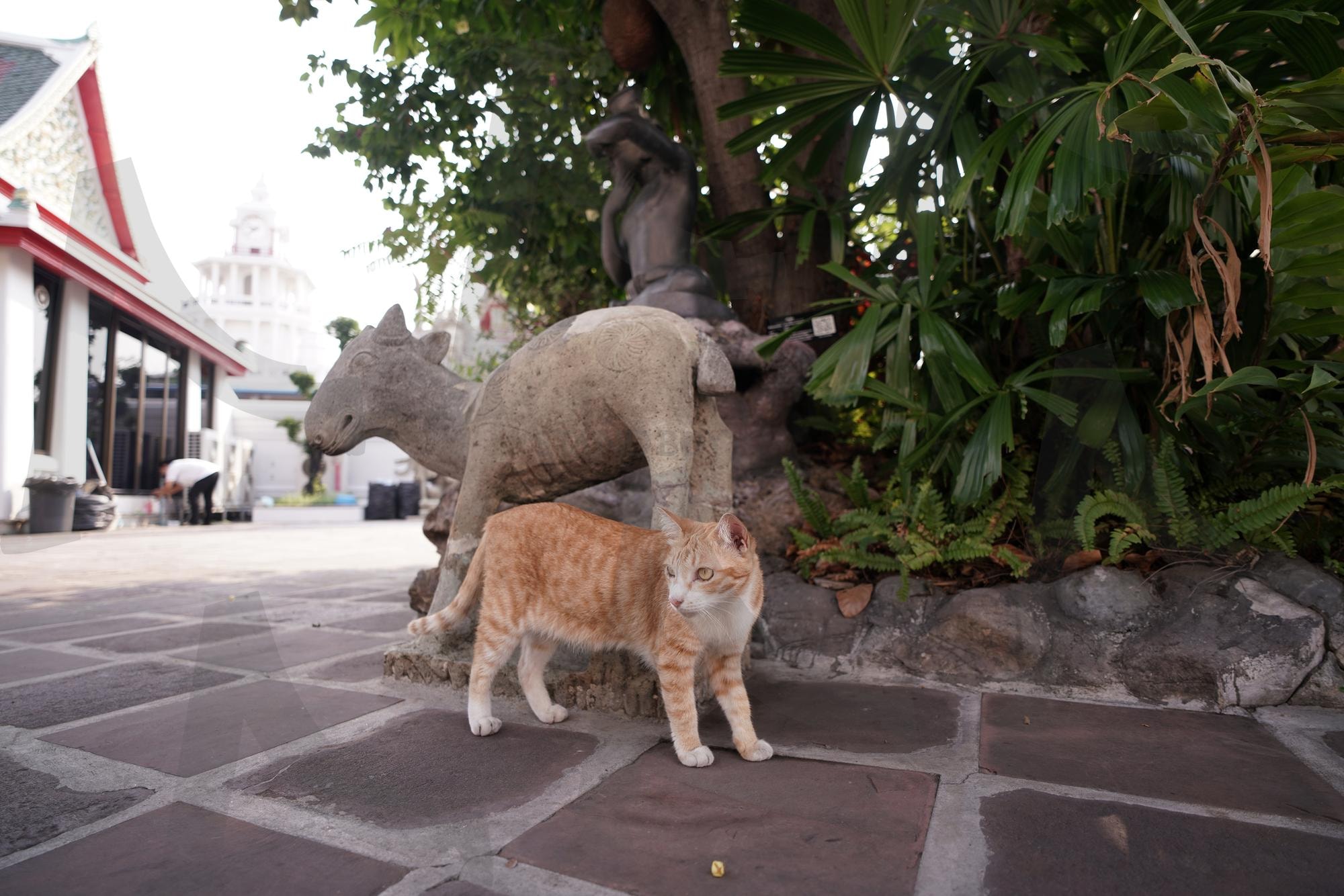 염소상과 교감하는 고양이 | 태국, 방콕, 사원, 왓포, 고양이, Watpho, bangkoktemple, Thailand, bangkok, cat | 스탠바이 STANDBUY 디지털 콘텐츠