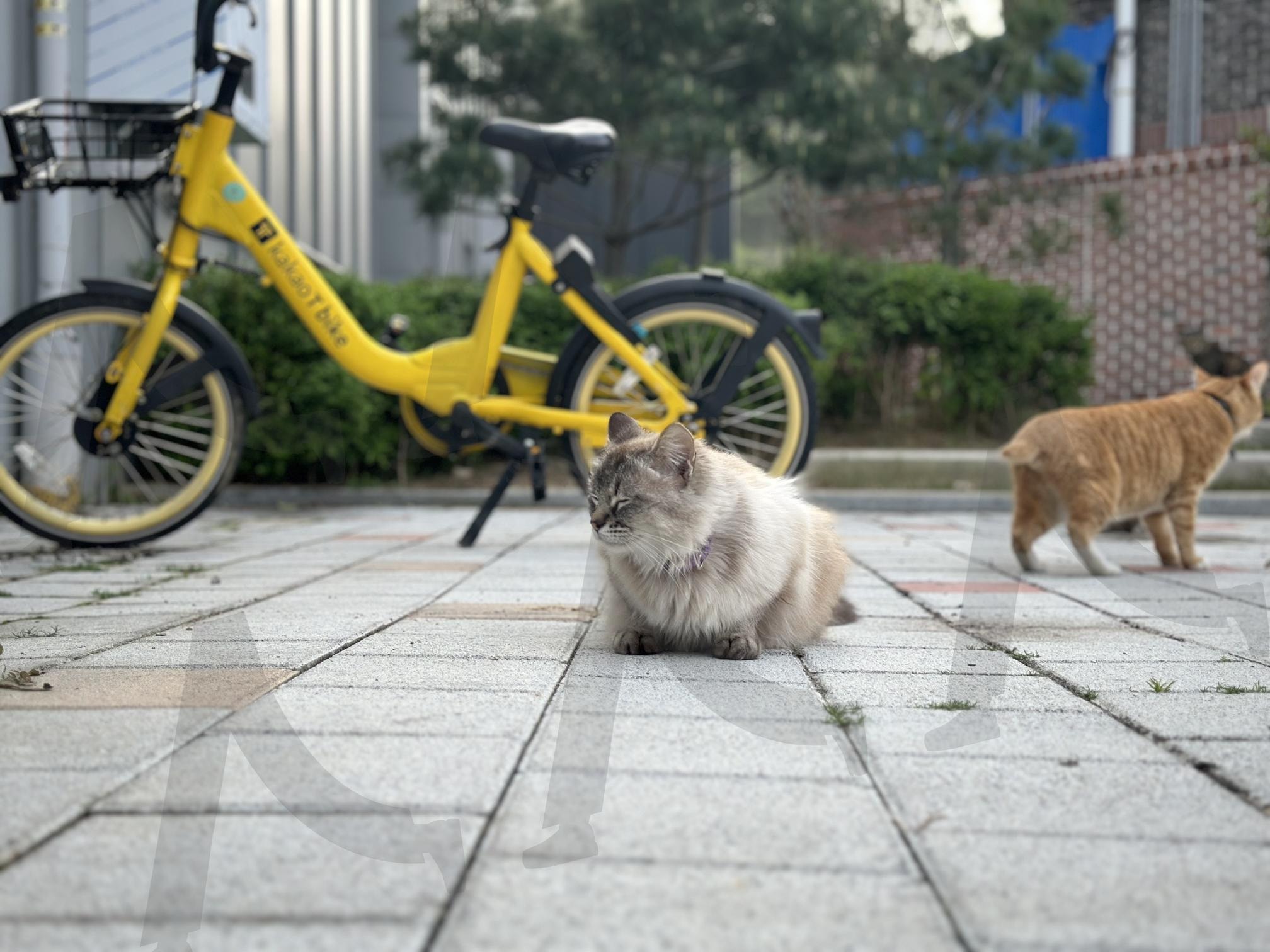 고양이 | 자전거, 고양이, 공원, 풍경, 흰고양이 | 스탠바이 STANDBUY 디지털 콘텐츠