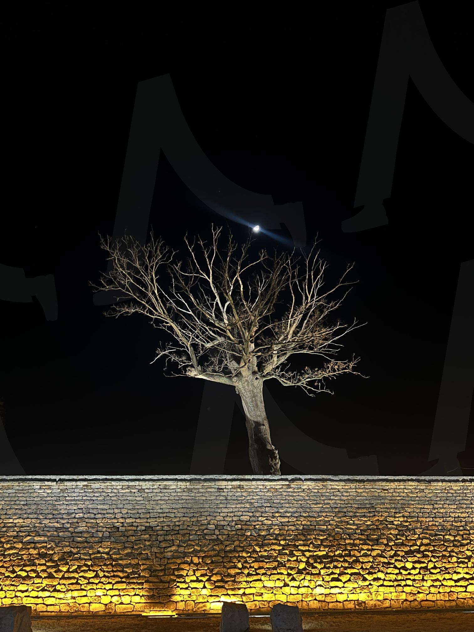 경주 읍성 야경 | 경주, 읍성, 황리단길, 나무, 야경, 성, 밤, 맑음, 달빛, 달 | 스탠바이 STANDBUY 디지털 콘텐츠