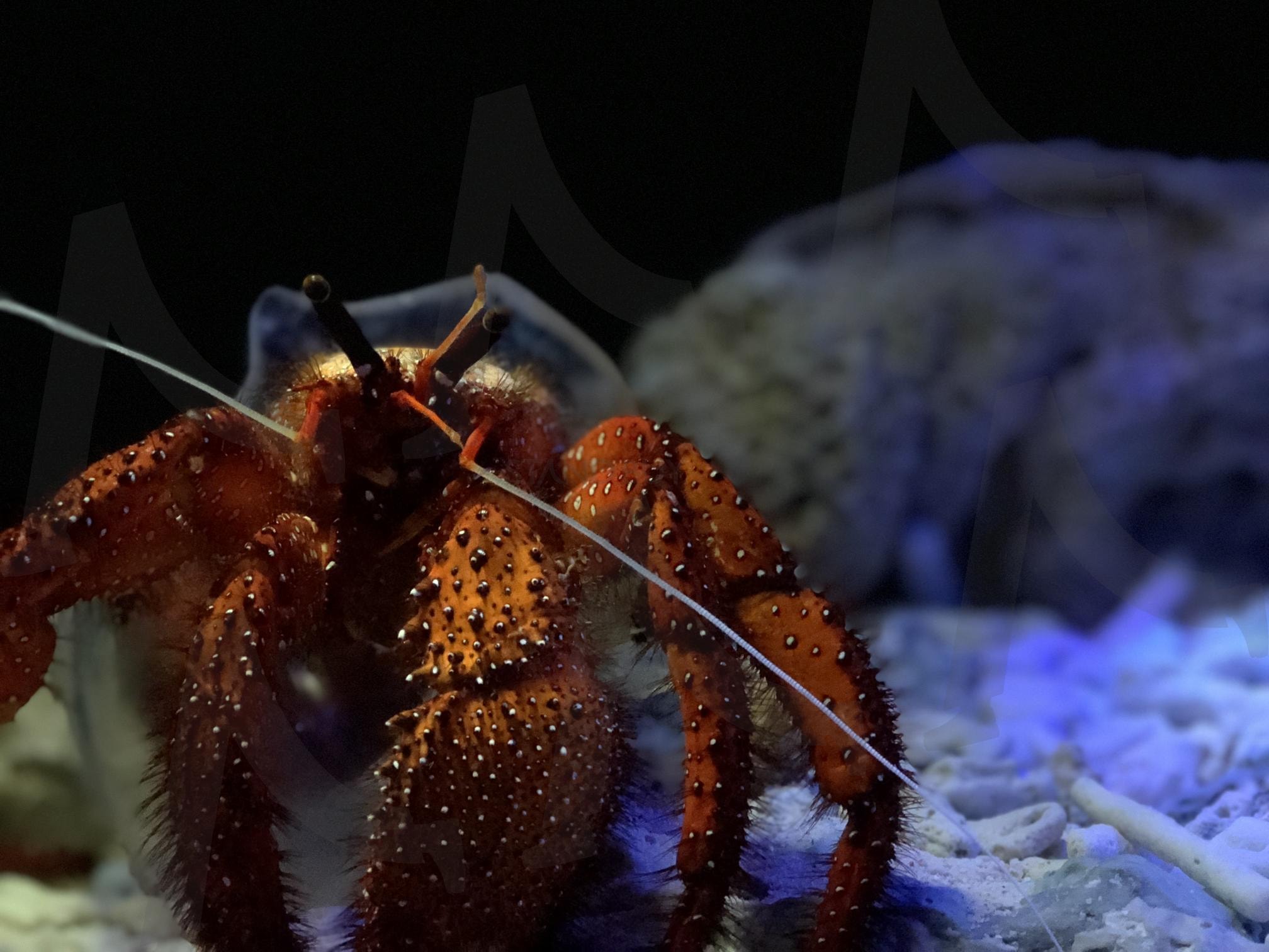 츄라우미 수족관의 소라게 | 물고기, 수족관, 게, 소라게, 바다, 츄라우미, 일본 | 스탠바이 STANDBUY 디지털 콘텐츠