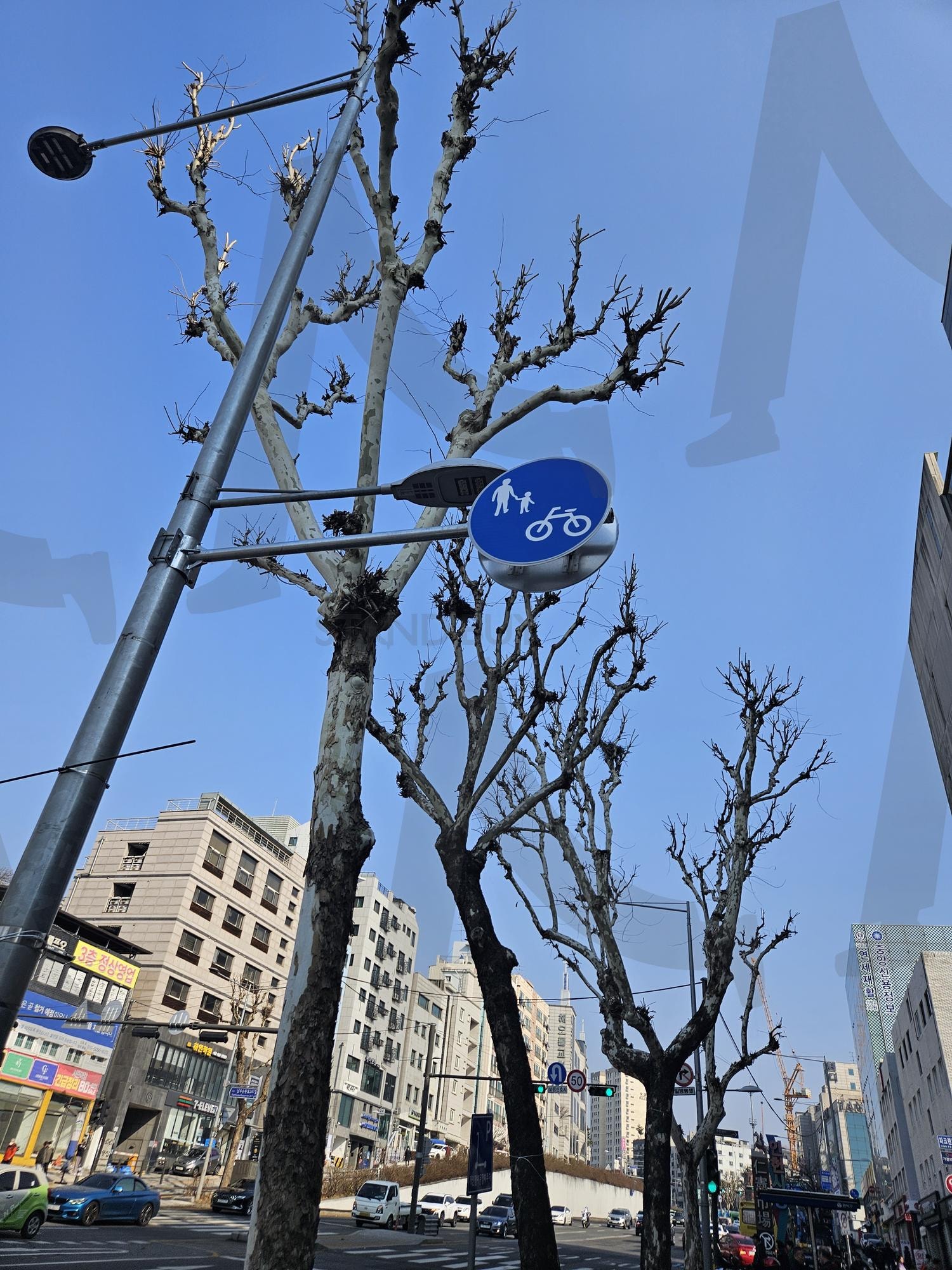 나무와 봄하늘 | 나뭇잎없는나무, 나뭇가지, 자전거표지판, 보호자동반표지판, 가로수, 가지치기, koreaspring, tree, koreatree | 스탠바이 STANDBUY 디지털 콘텐츠