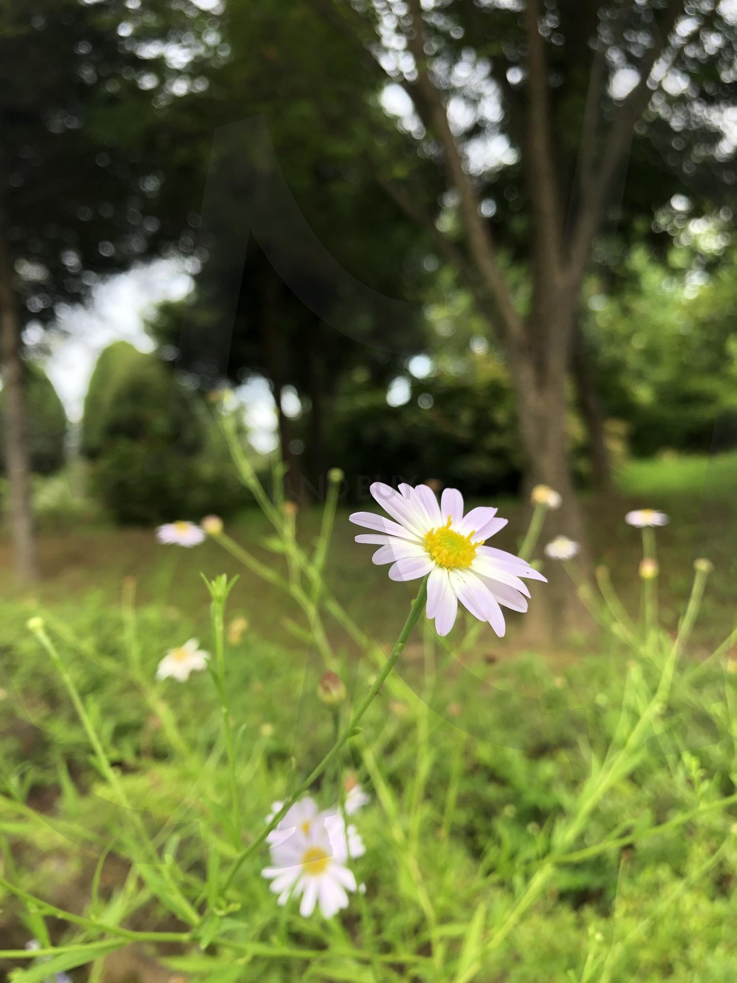 여름 꽃 | 여름, 꽃, 코스모스, 코스모스꽃, 식물, 환경 | 스탠바이 STANDBUY 디지털 콘텐츠