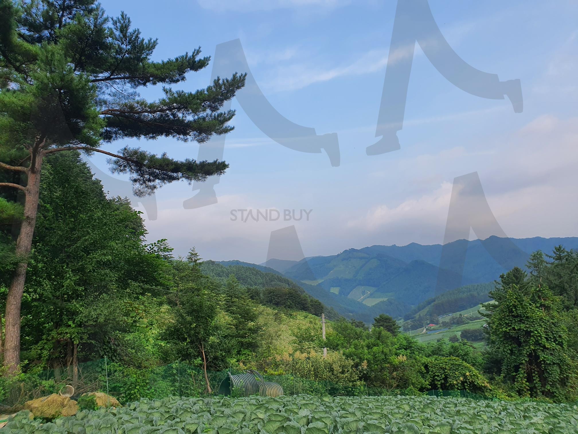 고향풍경 | 고향, 전망, 고향산, 산, 고향풍경, 풍경, 숲 | 스탠바이 STANDBUY 디지털 콘텐츠