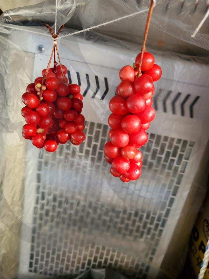 오미자 | 오미자, 오미자주, 오미자효능, 오미자효소, 오미자송이 | 스탠바이 STANDBUY 디지털 콘텐츠