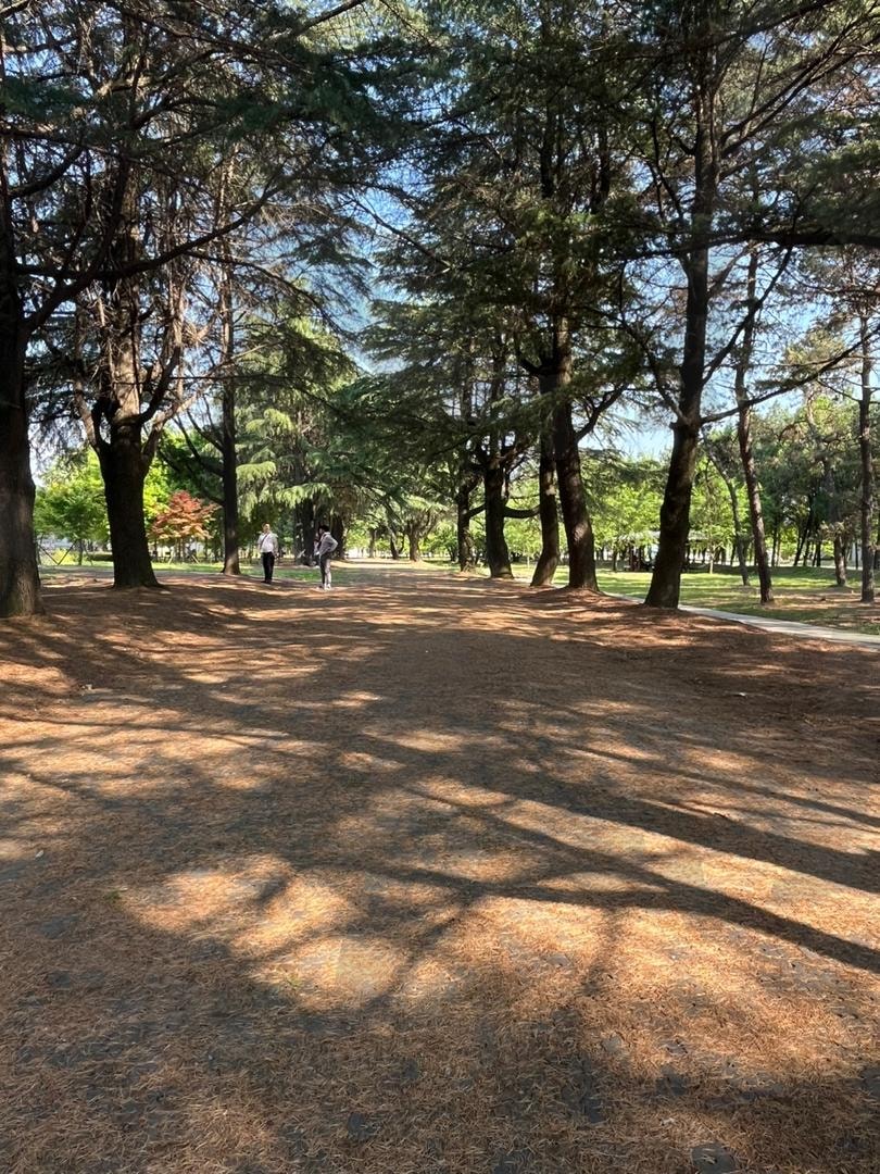 가로수길 | 가로수길, 풍경, 데이트, 데이트장소, 가로수, 나무 | 스탠바이 STANDBUY 디지털 콘텐츠