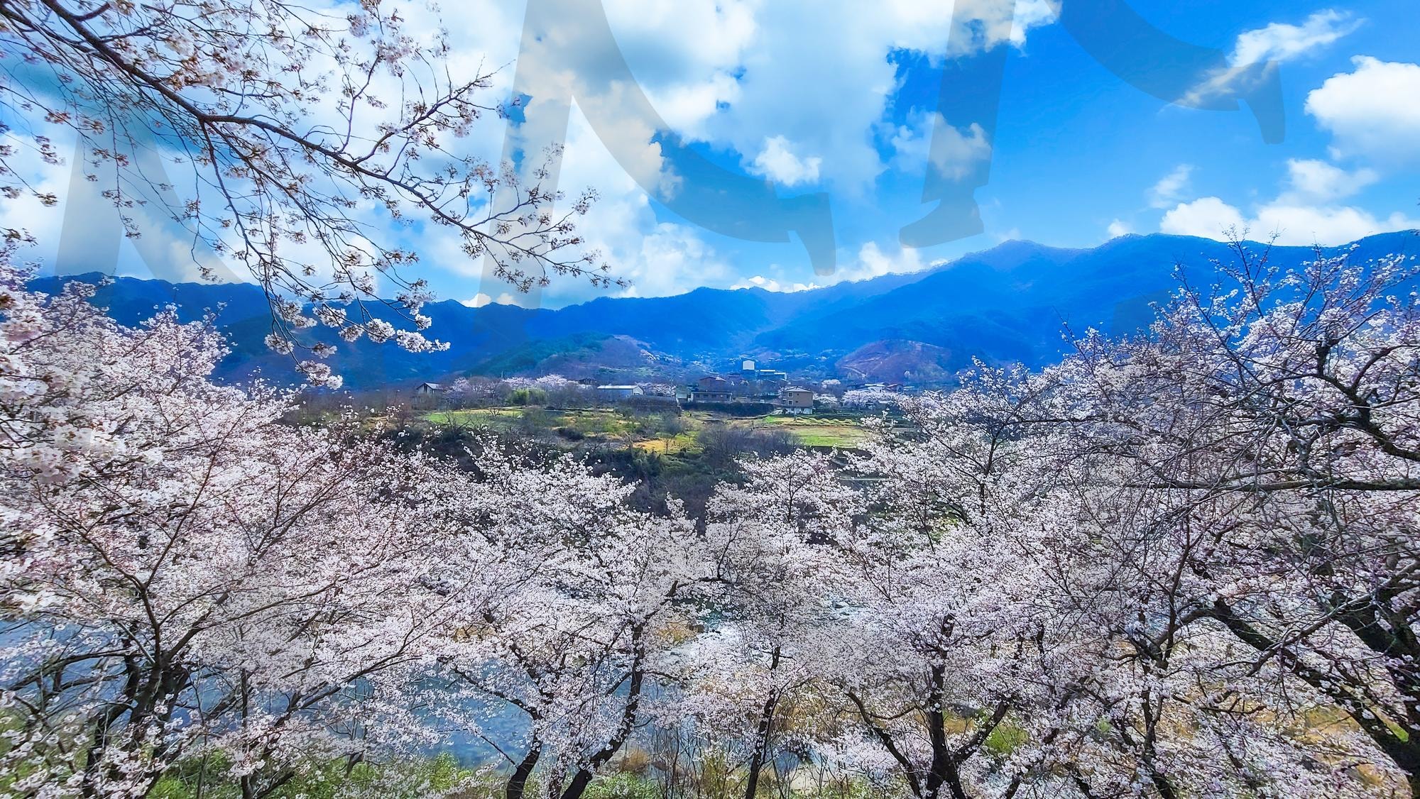하동십리벚꽃길 | 하동벚꽃, 하동십리벚꽃길, 하동십리벚꽃축제, 하동벚꽃축제, 화개장터벚꽃축제, 화개장터벚꽃 | 스탠바이 STANDBUY 디지털 콘텐츠