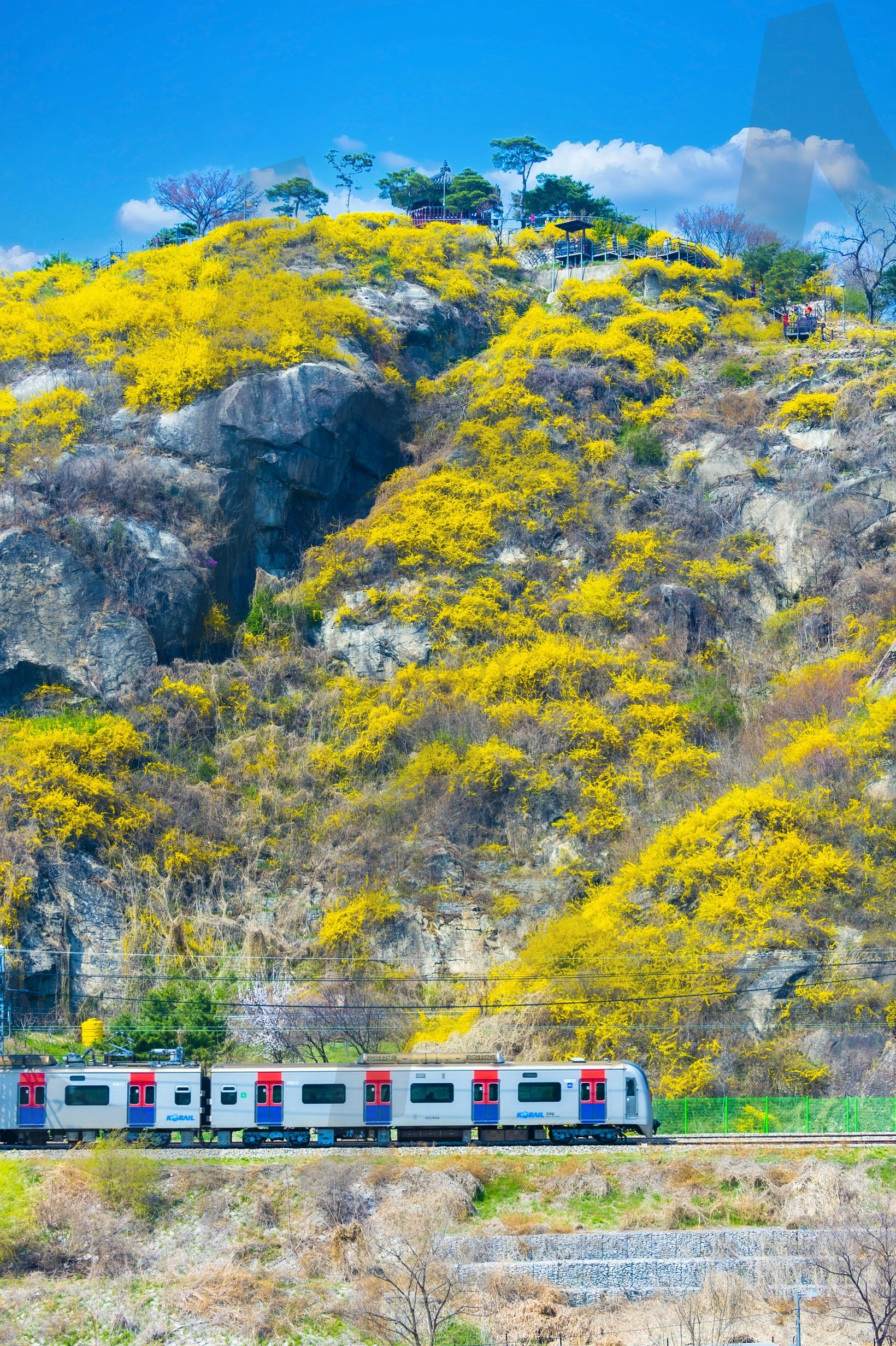 응봉산개나리 | 응봉산개나리, 응봉산개나리축제, 서울응봉산, 응봉산팔각정, 서울응봉산개나리축제 | 스탠바이 STANDBUY 디지털 콘텐츠