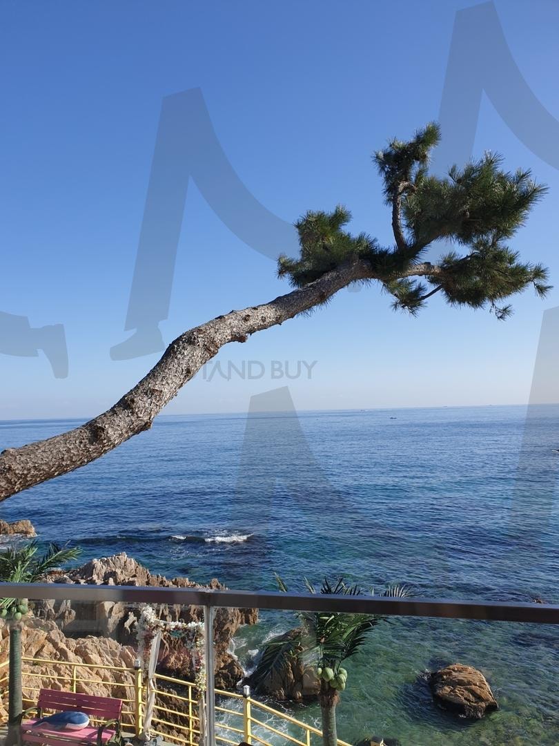 감포 바닷가 | 바다, 소나무, 파도, 감포, 동해 | 스탠바이 STANDBUY 디지털 콘텐츠