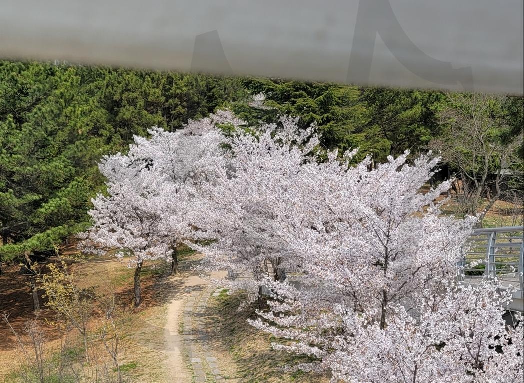 벚꽃 구경 | 벚꽃, 경주, 보문단지, 산책, 봄 | 스탠바이 STANDBUY 디지털 콘텐츠