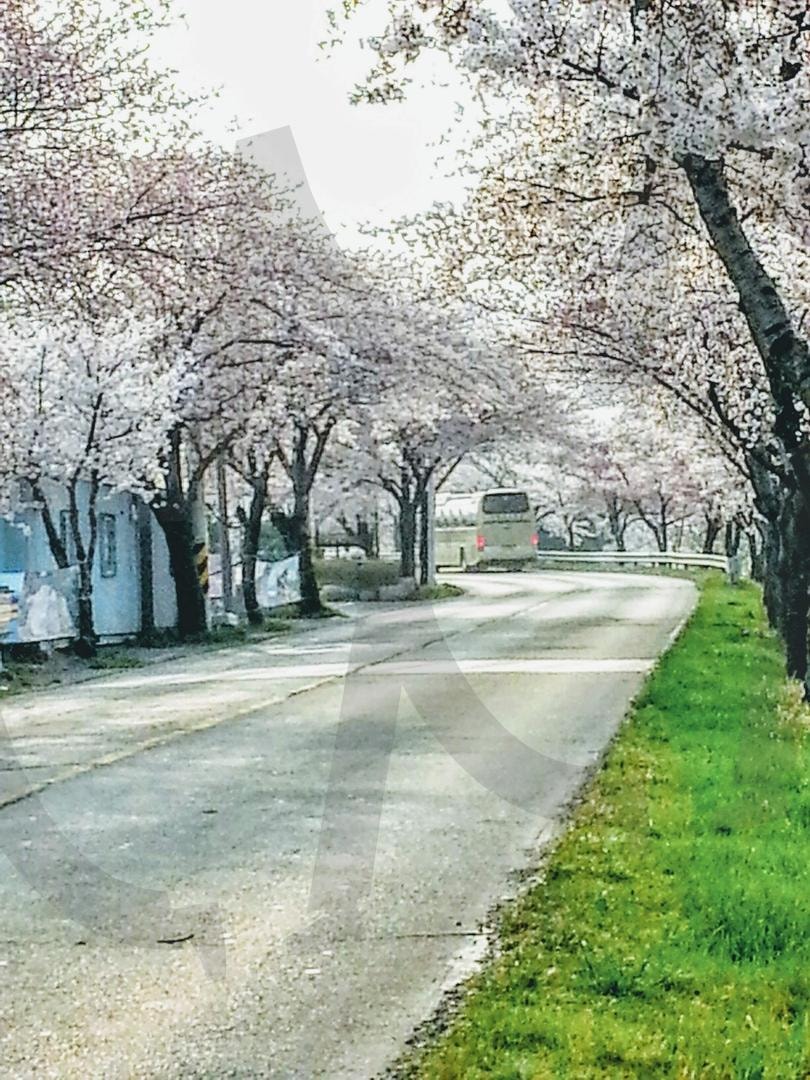 벚꽃길 | 봄, 벚꽃, 보문단지, 꽃, 오후 | 스탠바이 STANDBUY 디지털 콘텐츠