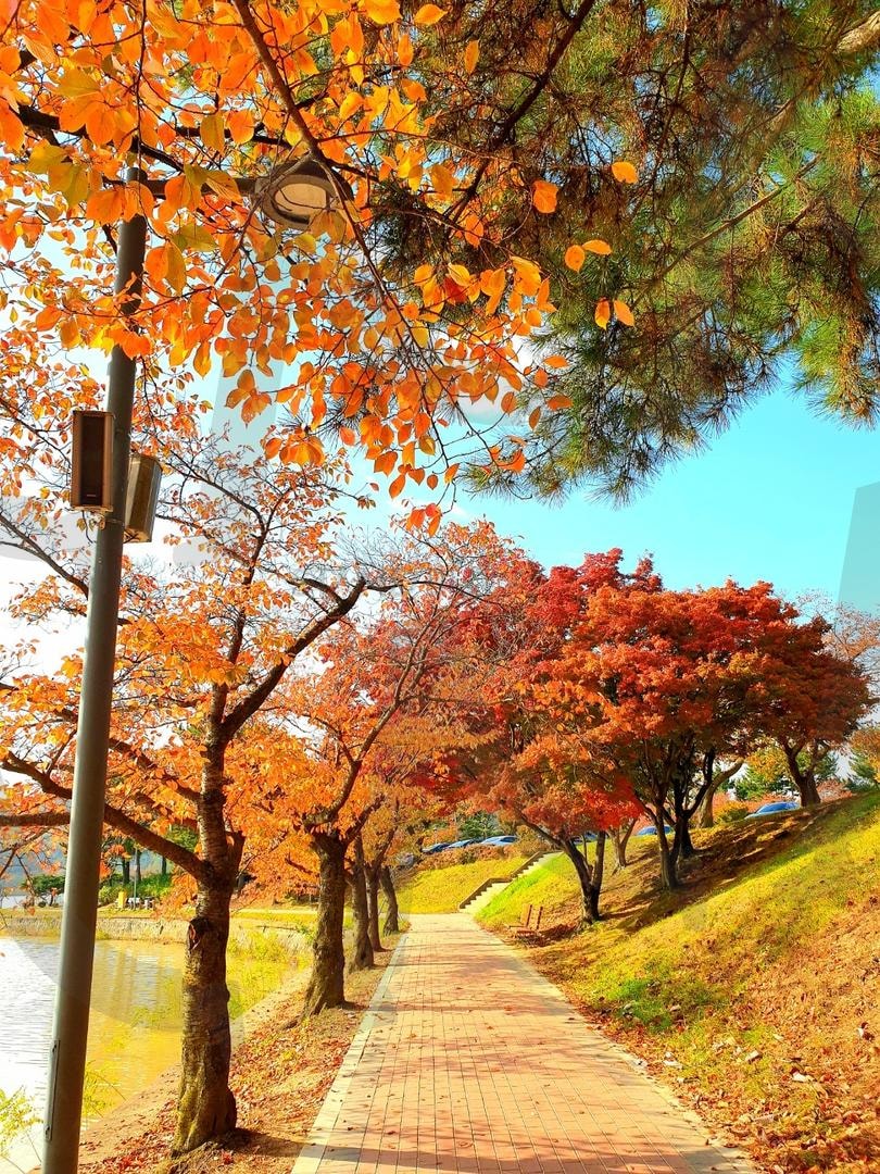 가을 속을 거닐다 | 가을, 만추, 보문호수, 경주, 산책로, 단풍 | 스탠바이 STANDBUY 디지털 콘텐츠