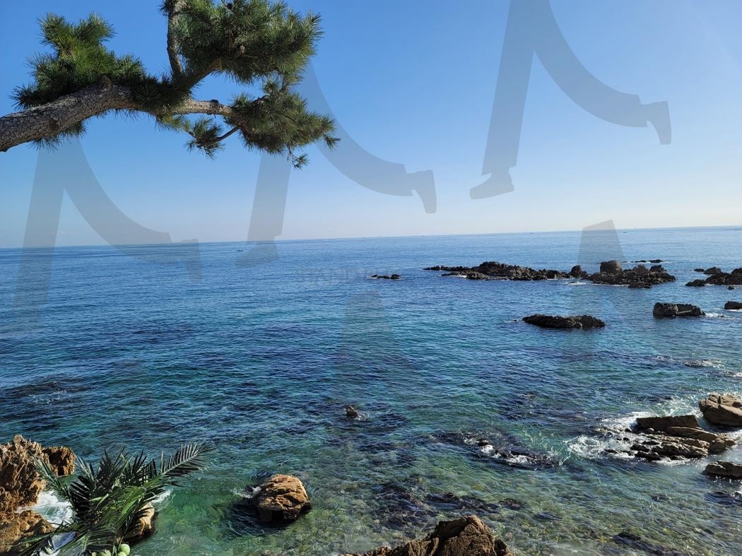 바다를 꿈꾸다 | 바다, 파도, 소나무, 경주, 감포 | 스탠바이 STANDBUY 디지털 콘텐츠