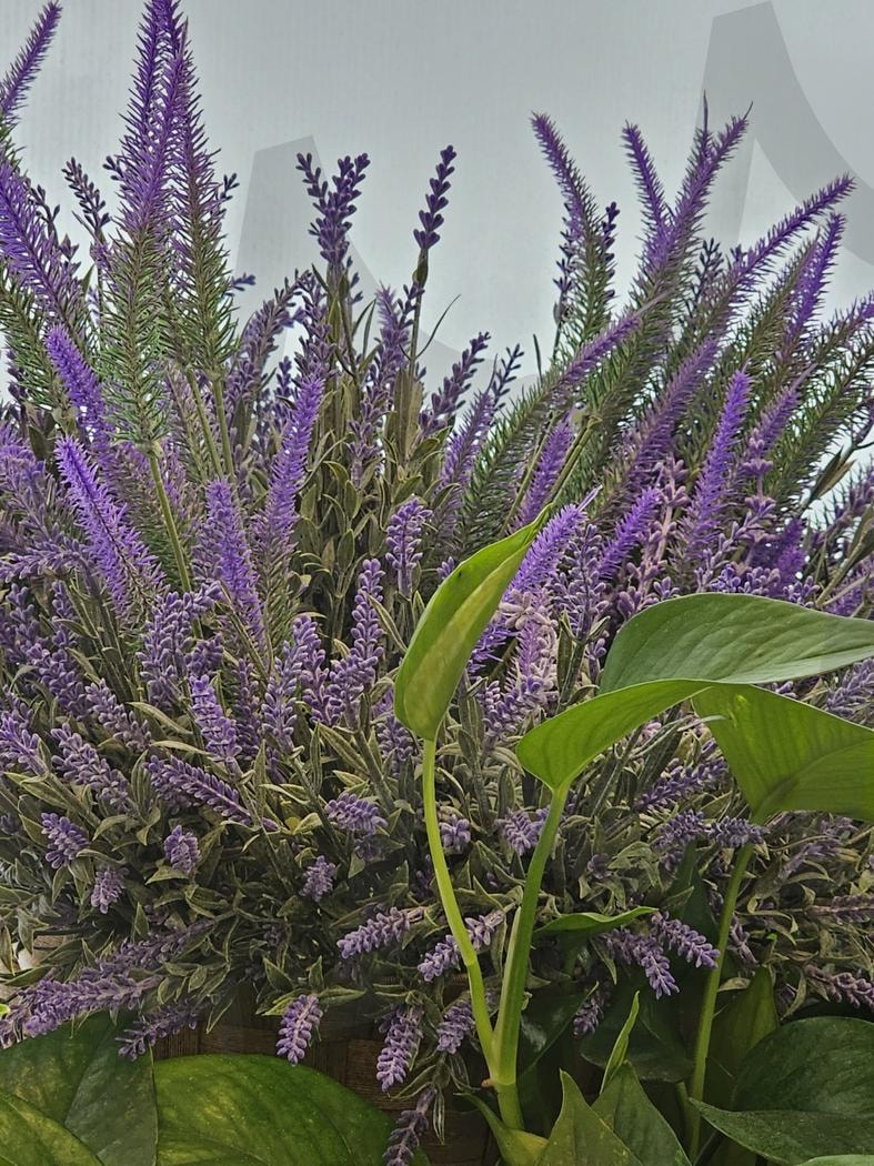 바이올렛 | 바이올렛, 보라색, 꽃, 화초, 자연 | 스탠바이 STANDBUY 디지털 콘텐츠